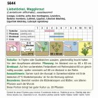 Liebstöckel (Bio) Maggikraut