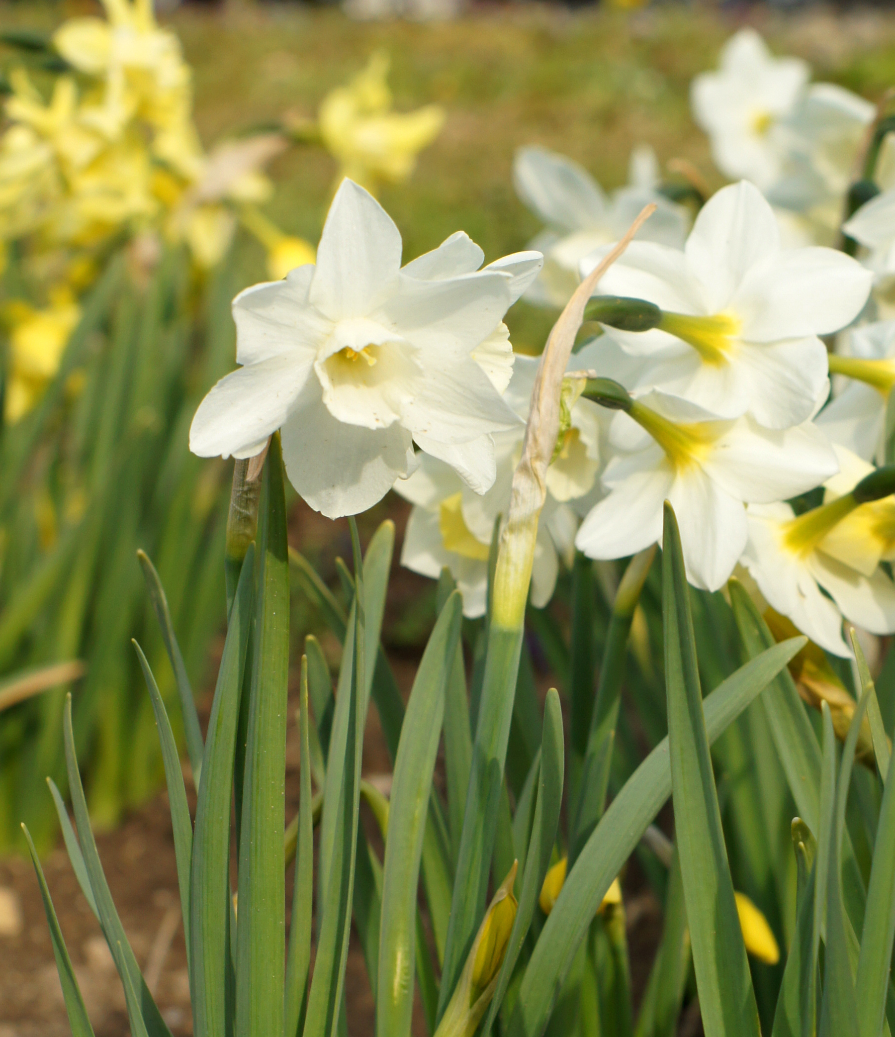 Nahaufnahme mehrerer weißer Narzissen (Osterglocken) mit gelben Trompeten in einem Blumenbeet, umgeben von grünen, schmalen Blättern