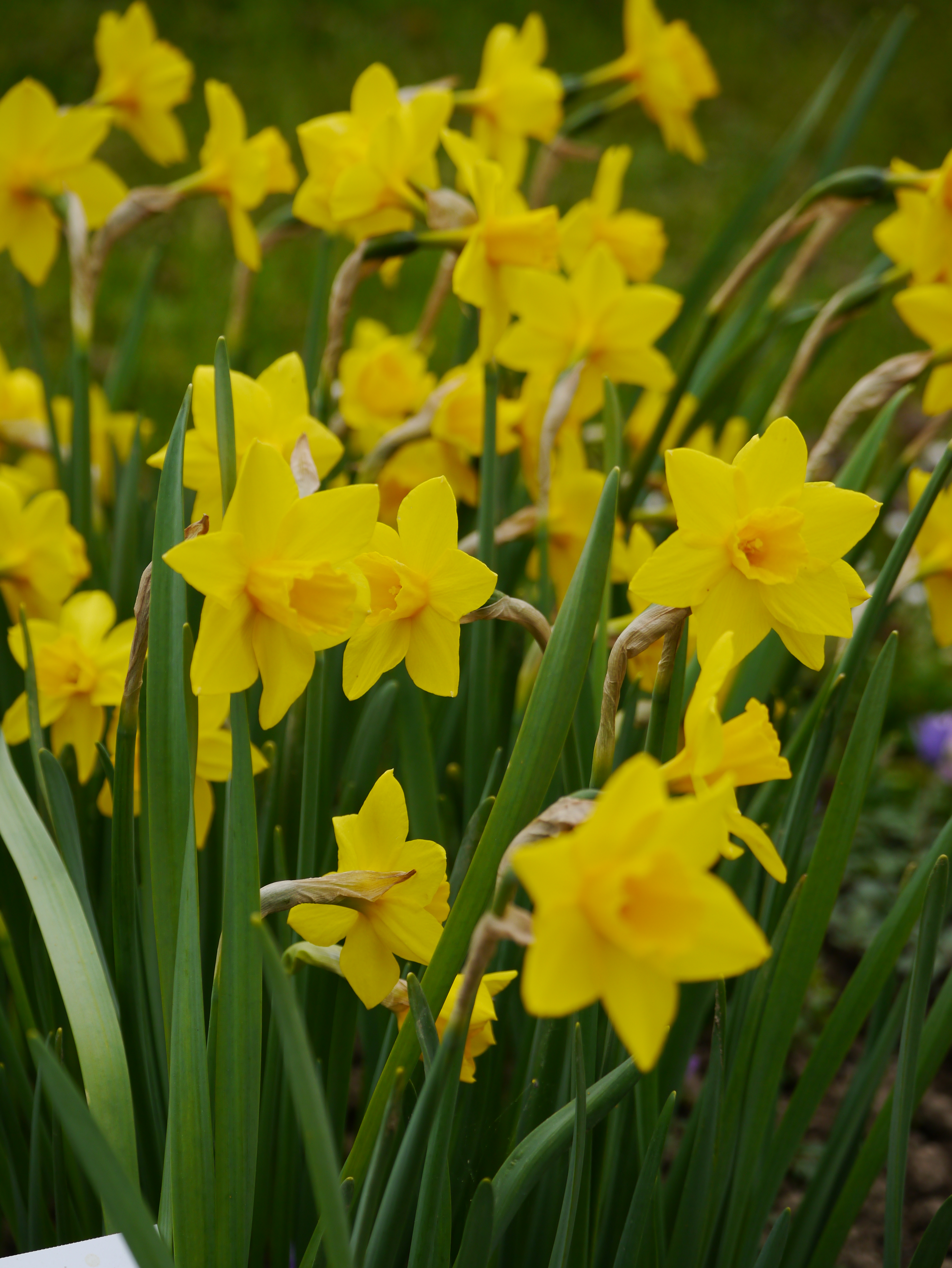 Nahaufnahme mehrerer gelber Narzissen (Osterglocken) mit langen grünen Blättern im Blumenbeet