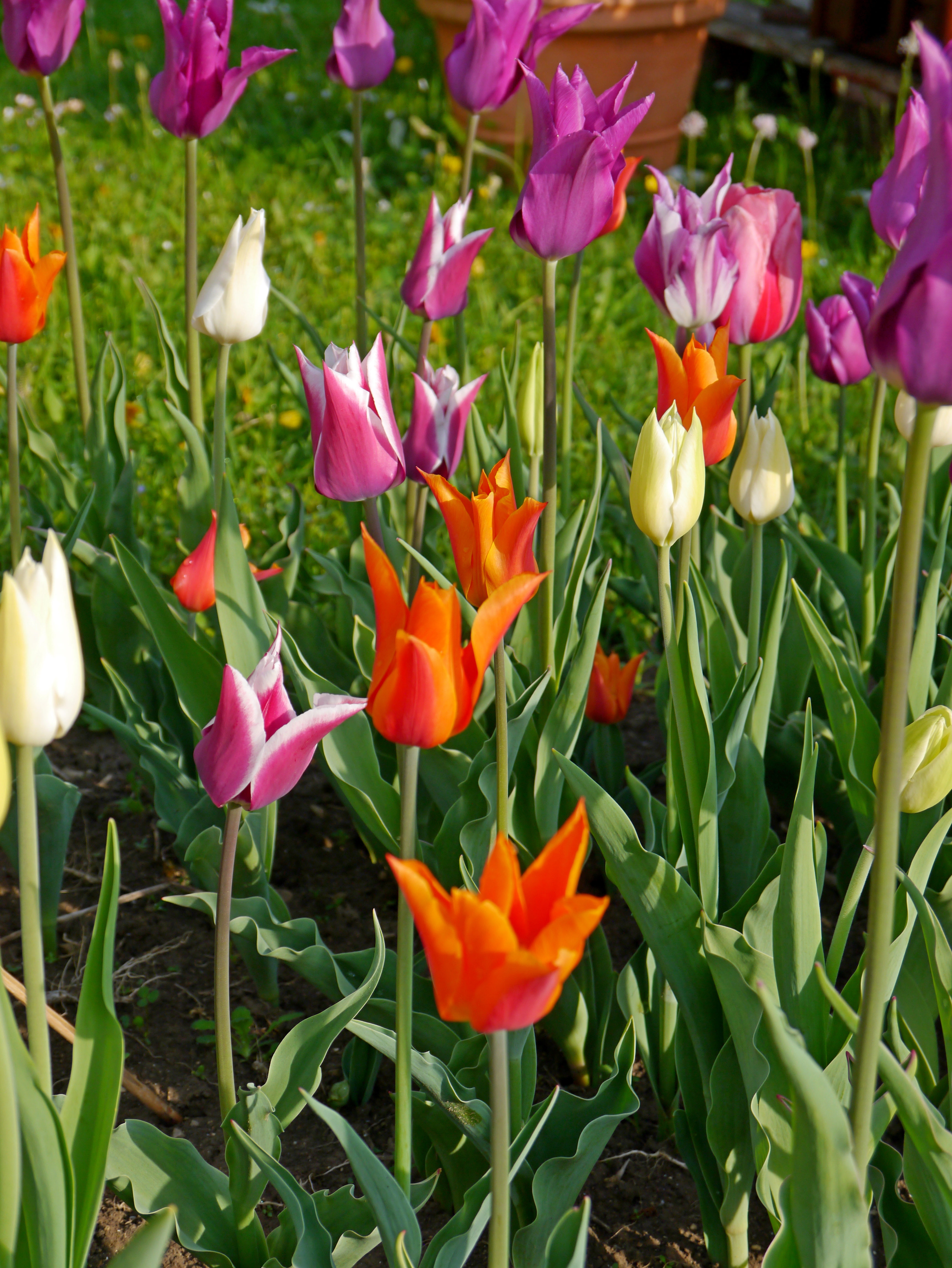 Nahaufnahme eines Blumenbeets mit bunten Tulpen in orange, lila, rosé und weiß, grünen Blättern und Sonnenlicht
