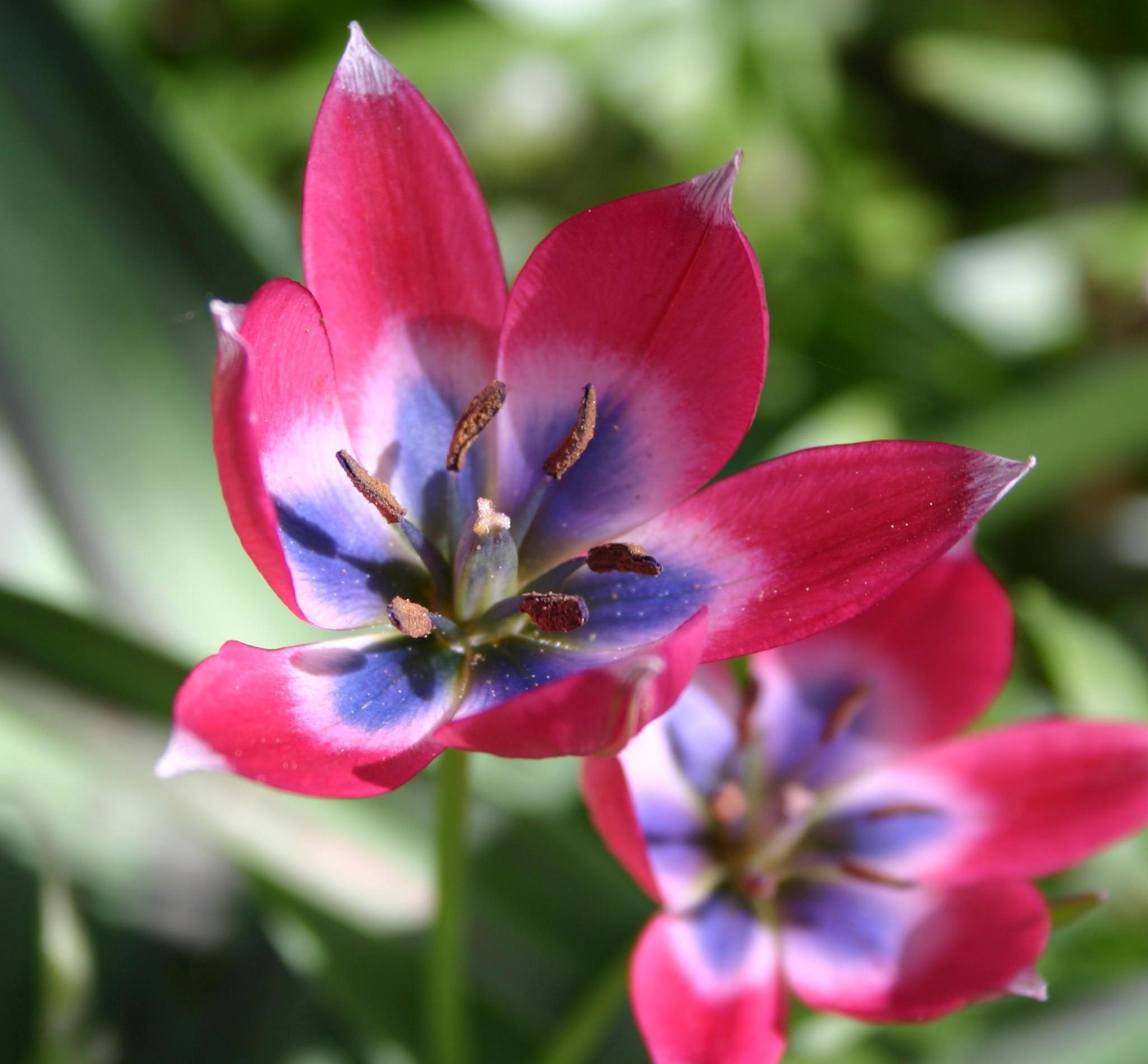 Nahaufnahme einer zweifarbigen Tulpenblüte in Pink und Lila mit sichtbaren Staubblättern vor unscharfem grünem Hintergrund