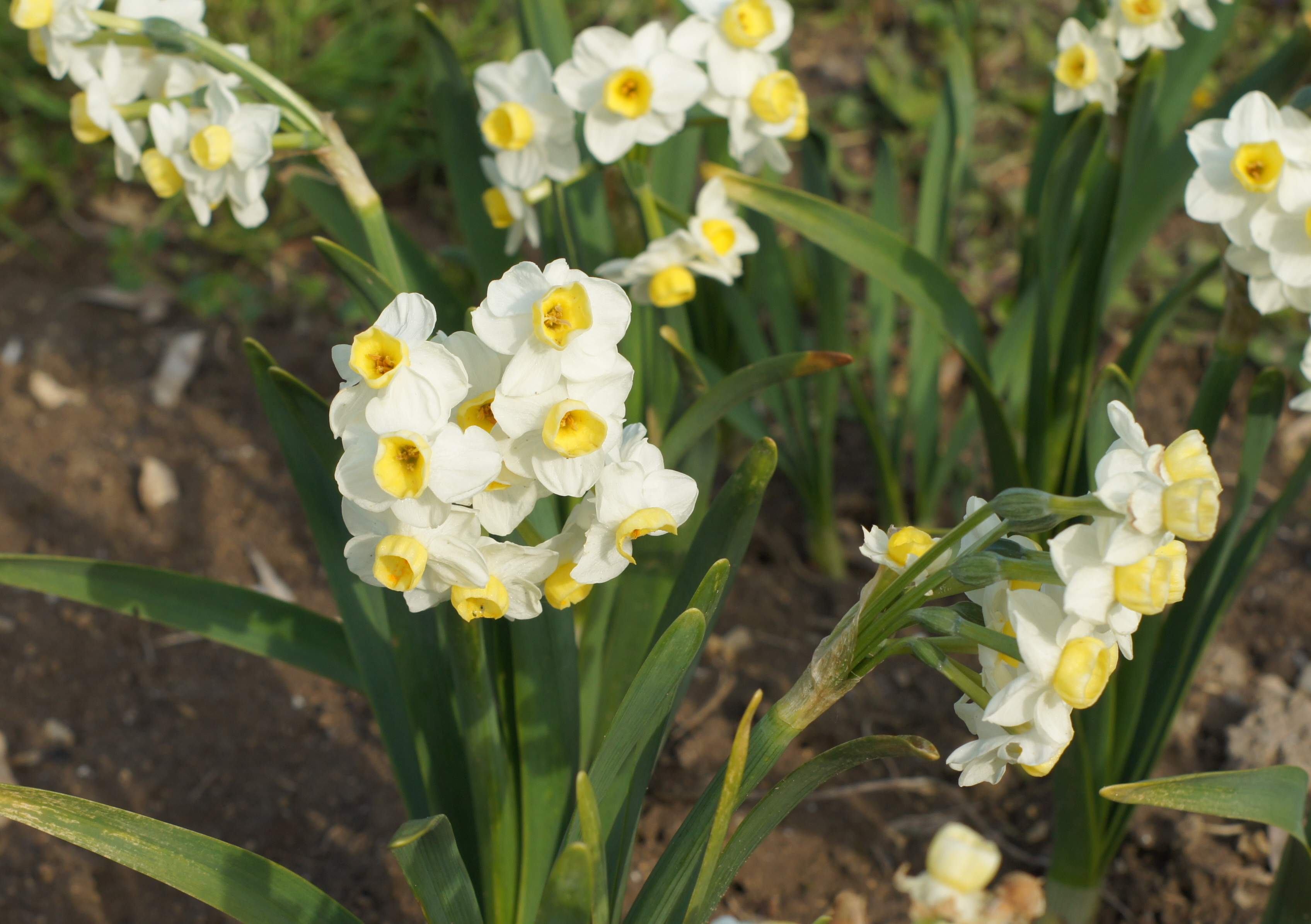 Mehrere weiß-gelbe Narzissen (Tazetta) mit gelben Trompeten in einem Gartenbeet, grüne Blätter und braune Erde im Hintergrund