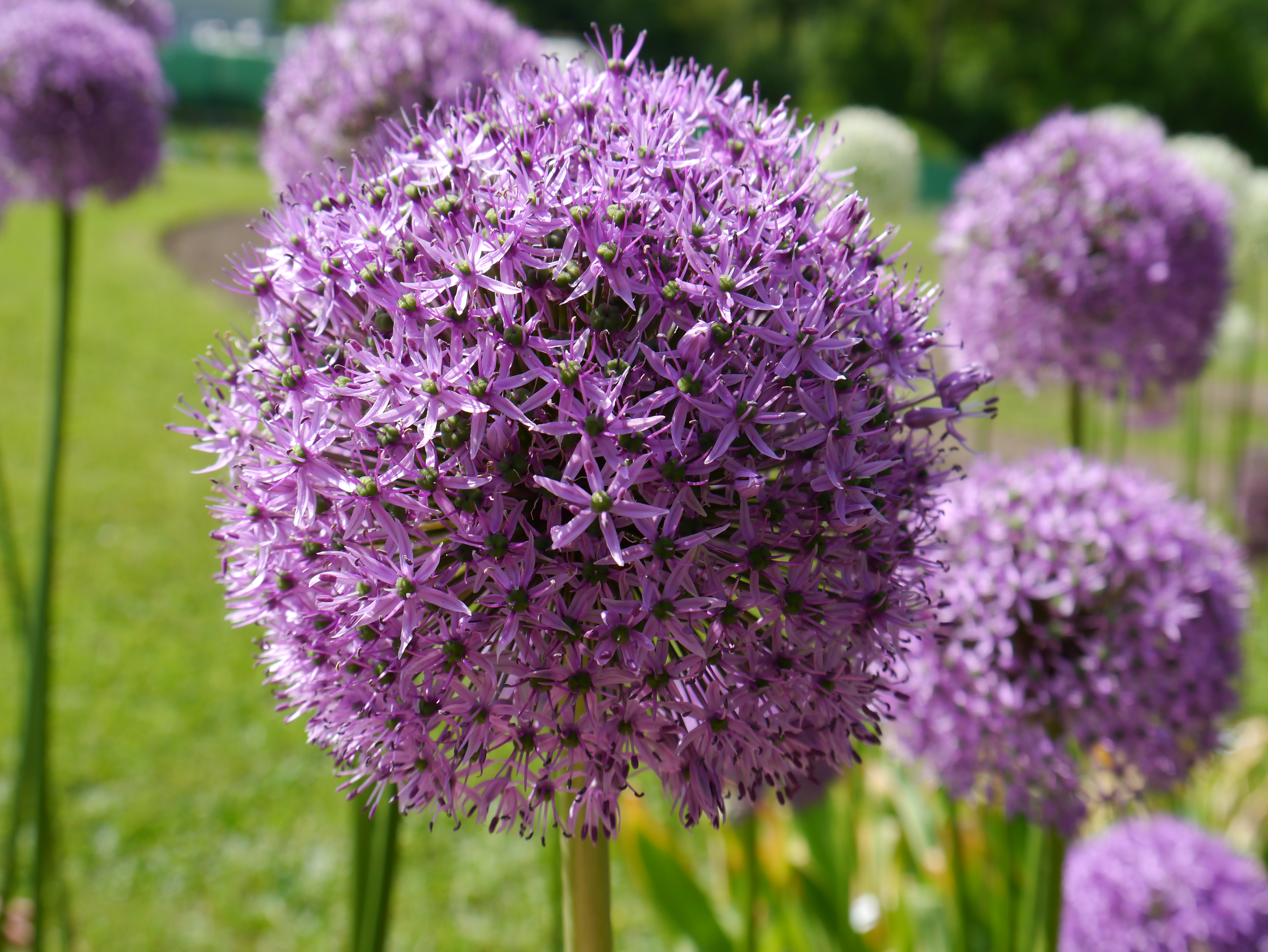 265011_Allium Gladiator Nahaufnahme einer lila Zierlauch-Blütenkugel (Allium) mit vielen kleinen sternförmigen Blüten, unscharf grünem Gartenhintergrund