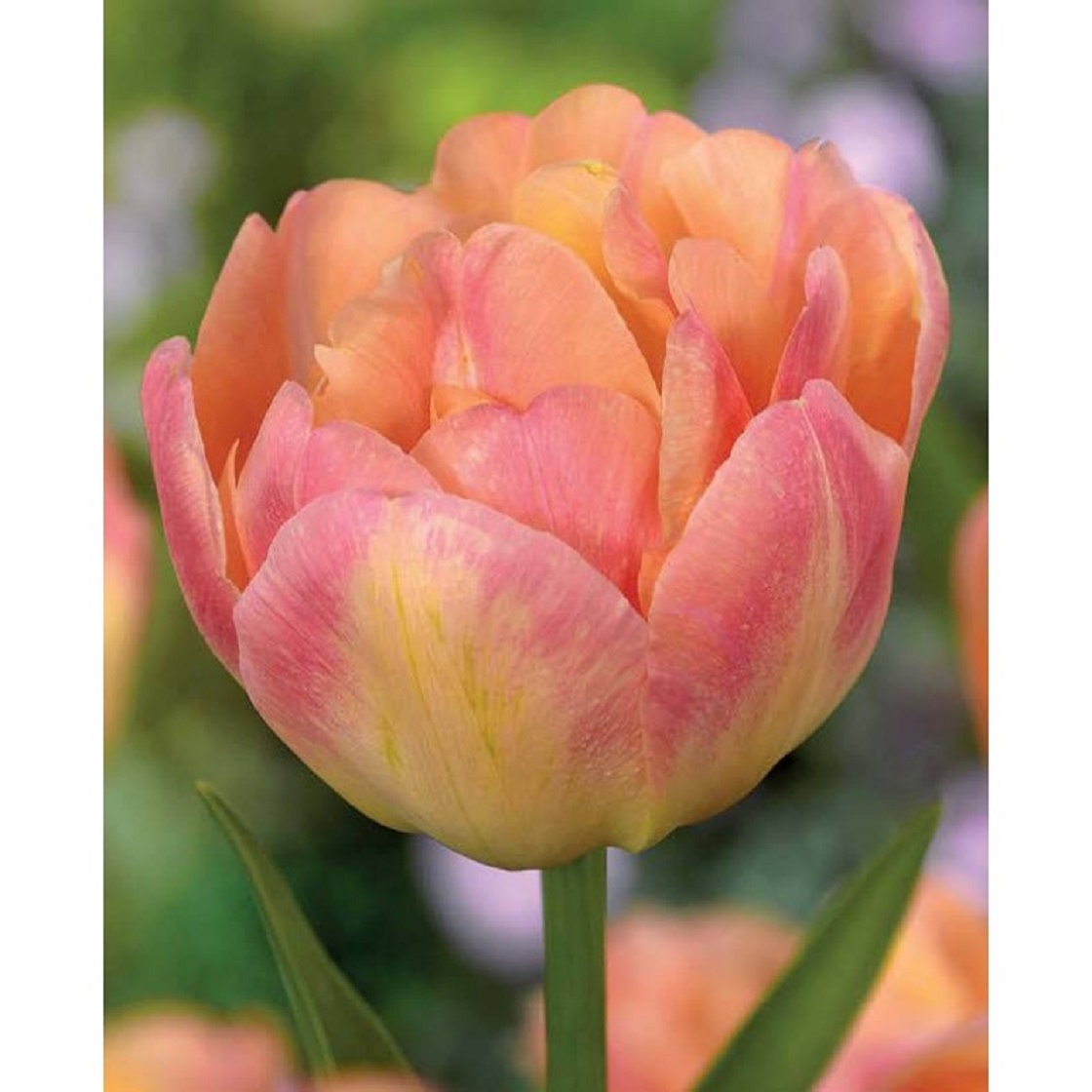 222611_Gef. frühe Tulpen Creme Upstar Nahaufnahme einer gefüllten, pfingstrosenartigen Tulpe in Apricot- und Rosatönen auf grünem Stiel