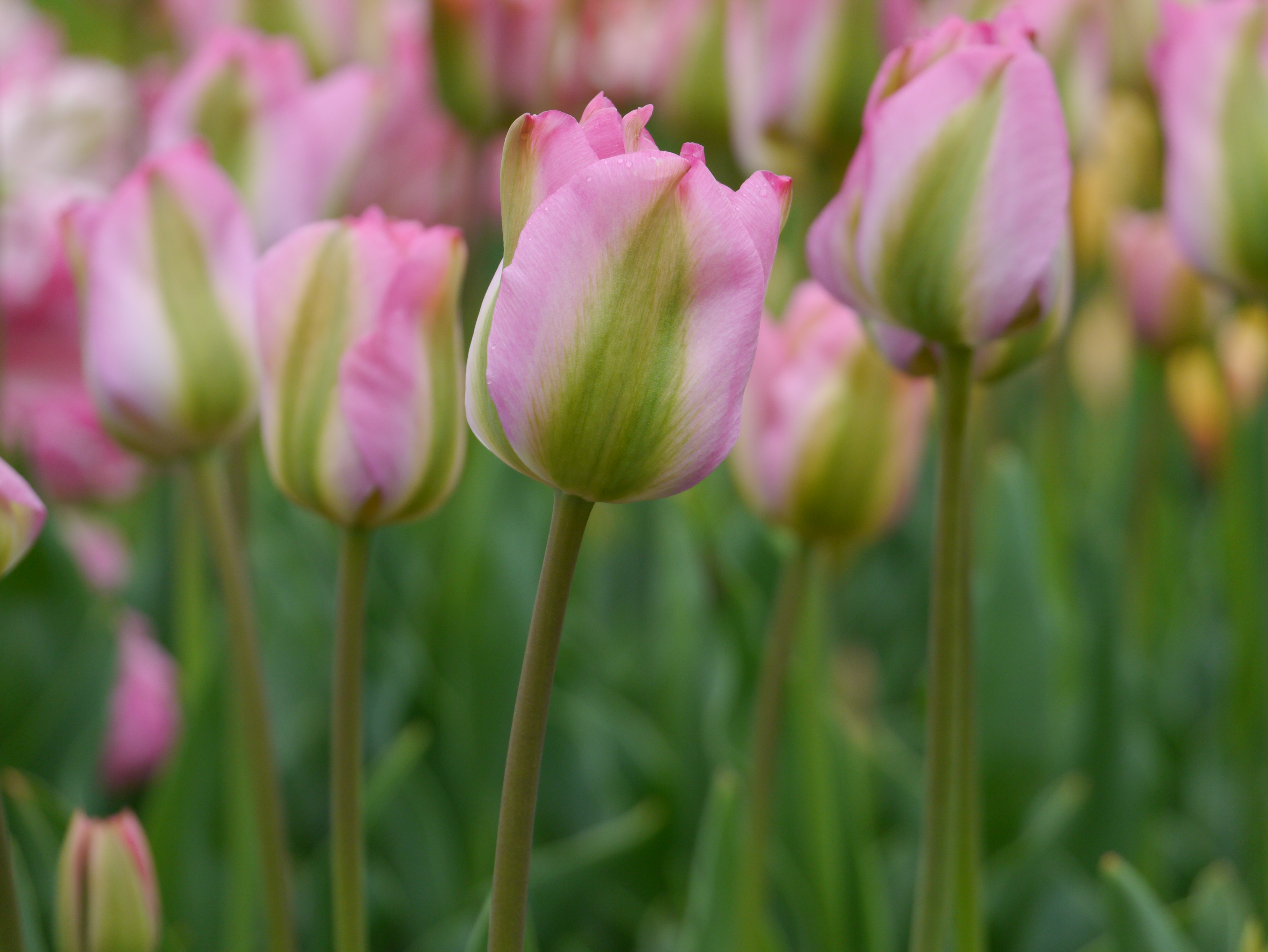228971_Viridiflora-Tulpen Groenland_1