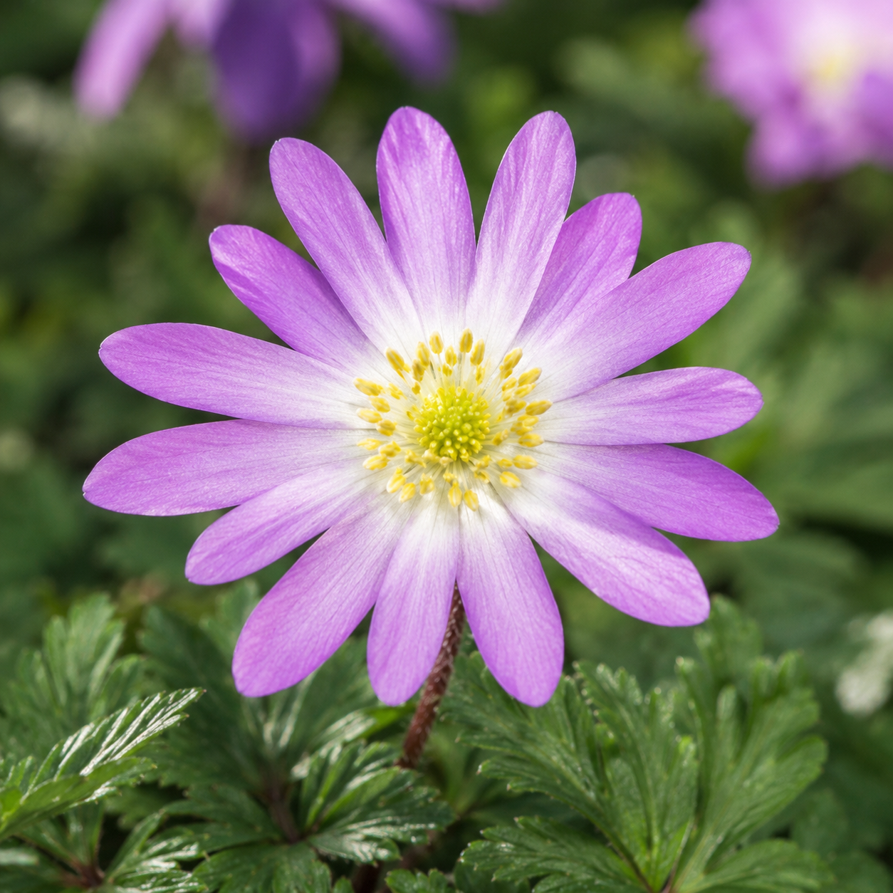 Anemonen blanda Charmer