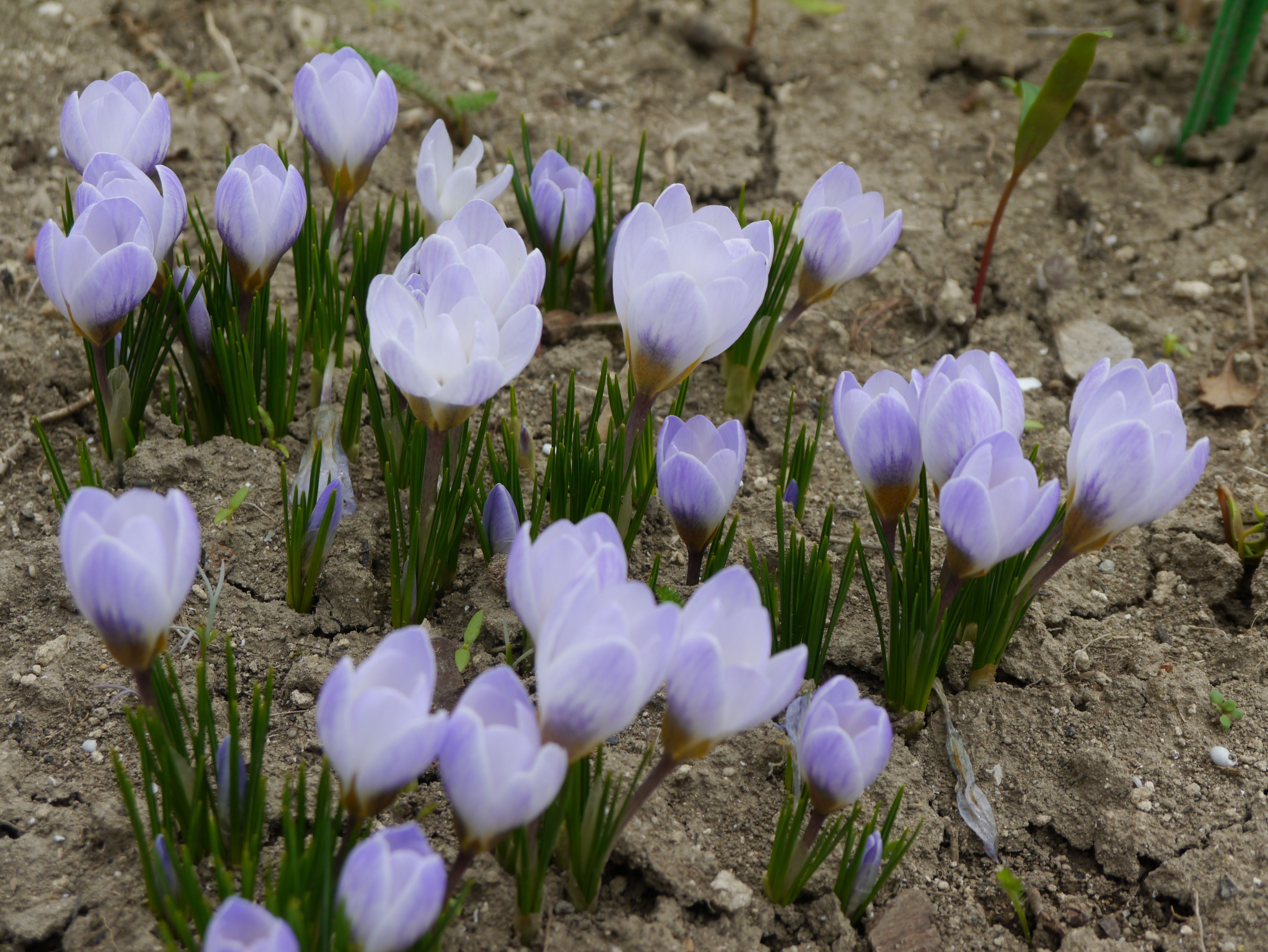 250805_Crocus chrysanthus Blue Pearl_1 Nahaufnahme mehrerer hellvioletter Krokusse mit grünen Blättern auf lockerem braunem Erdreich, junge Frühlingsblüten in kleiner Gruppe