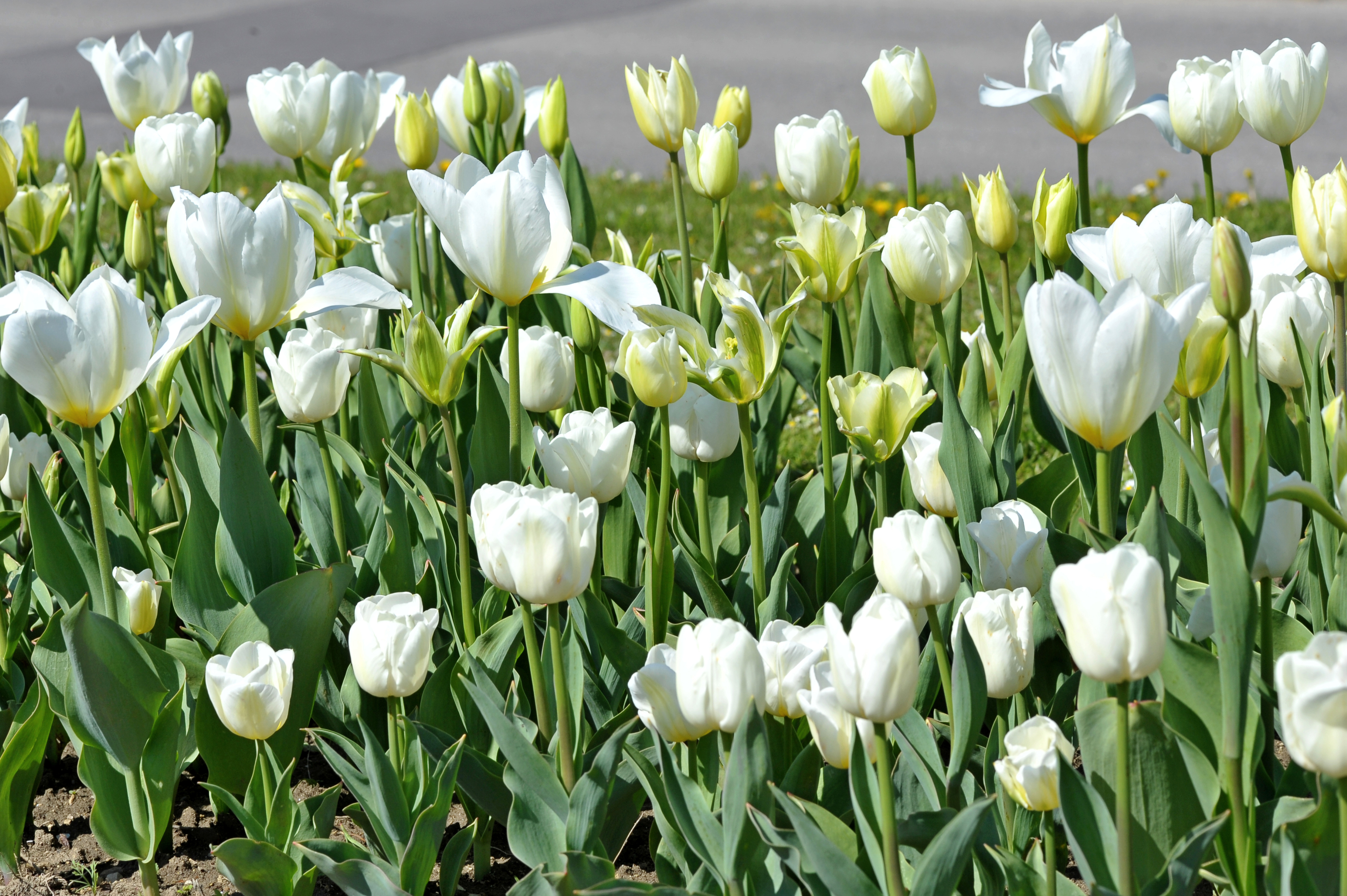 22015_Töne in Weiß_1 Nahaufnahme eines Beets mit zahlreichen weißen Tulpen in unterschiedlichen Blühstadien, grünen Blättern und Erde vor einem Gehweg