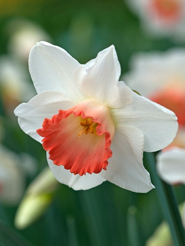 243762_Großkr. Narzissen Pink Charm_JUB Nahaufnahme einer weißen Narzisse mit zart rosa-orangener, gerüschter Trompete; einzelne Frühlingsblüte