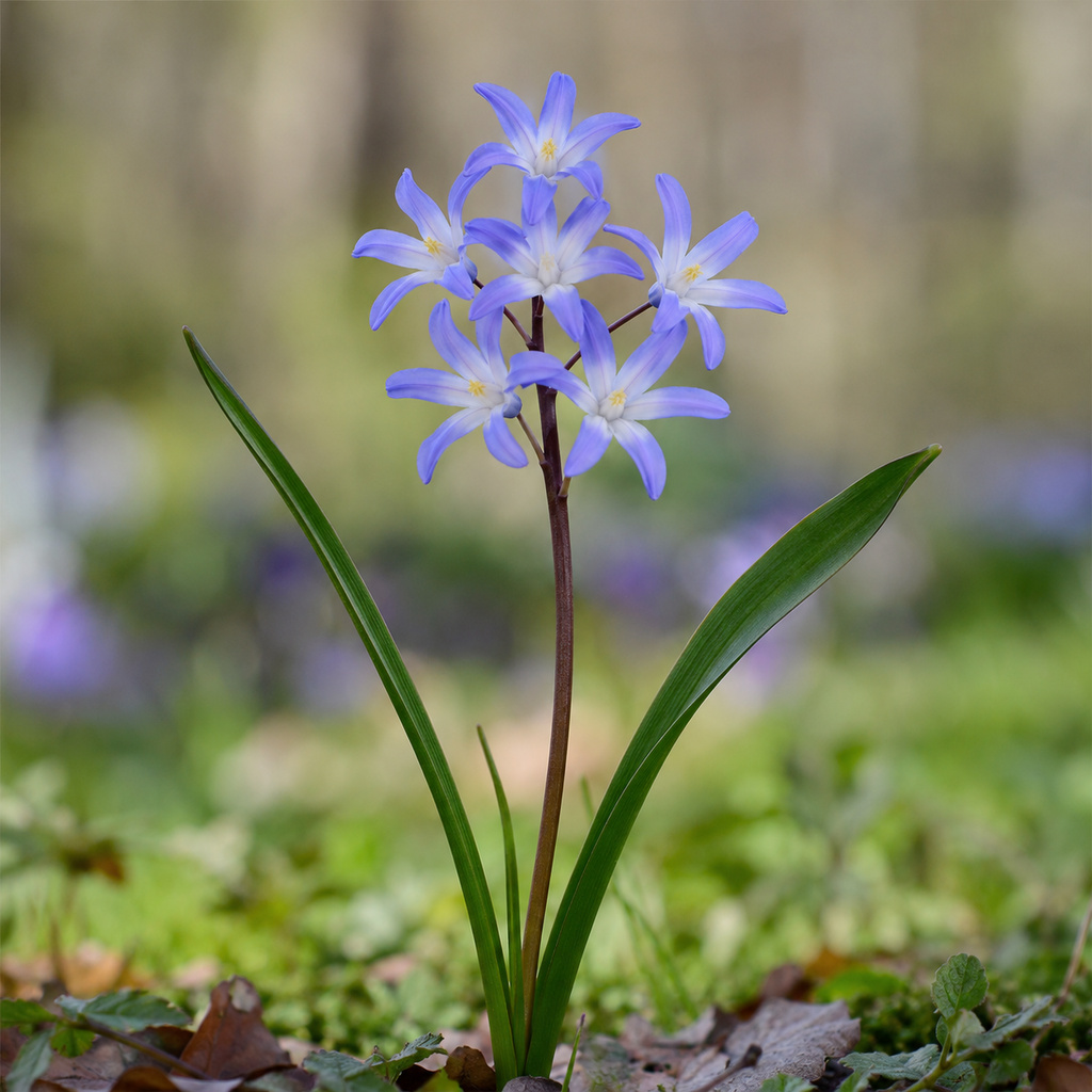 Chionodoxa forbesii