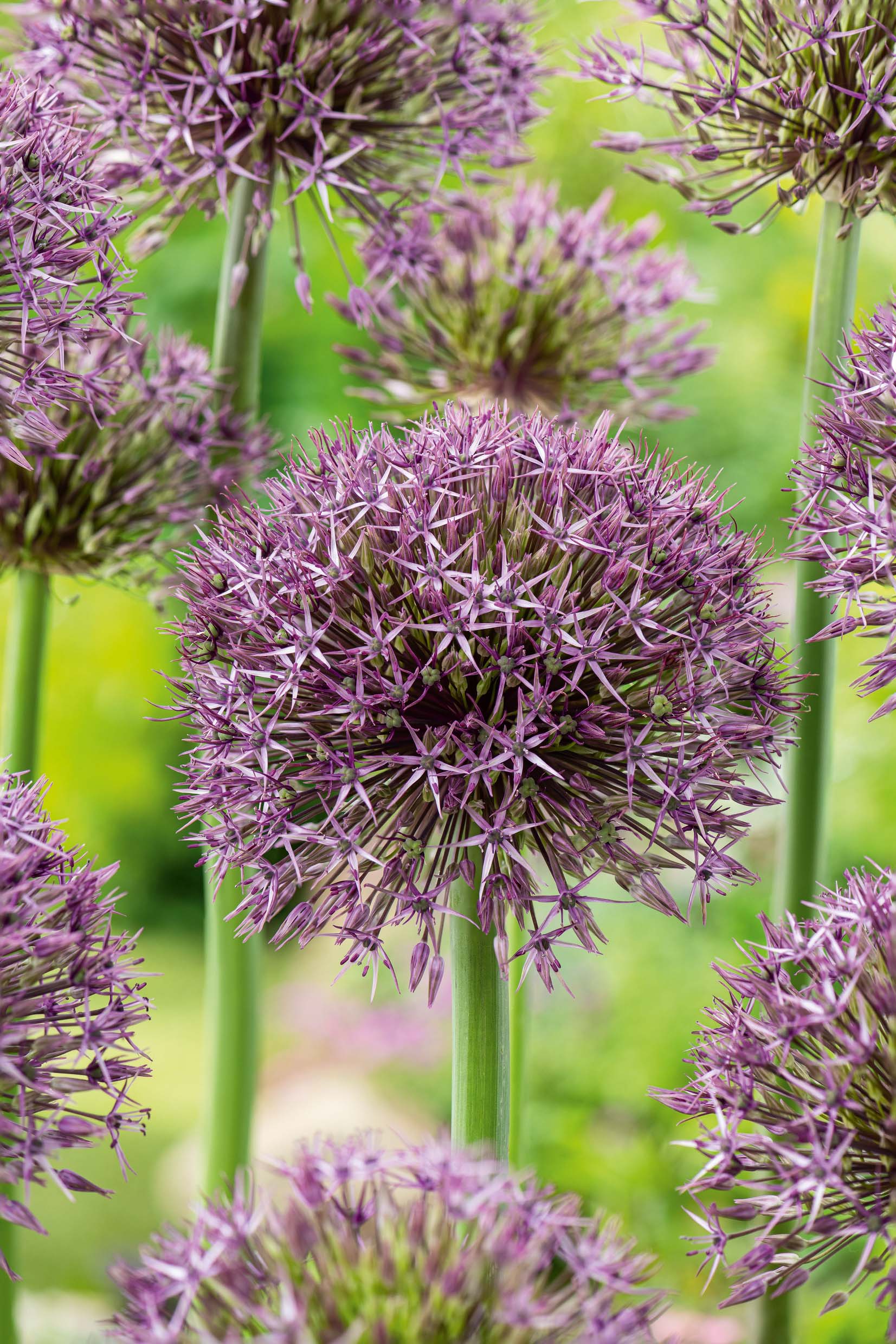 265003_60029097_FM_RGB Nahaufnahme von violetten Zierlauch (Allium)-Kugelblüten auf hohen grünen Stängeln vor verschwommenem Gartenhintergrund