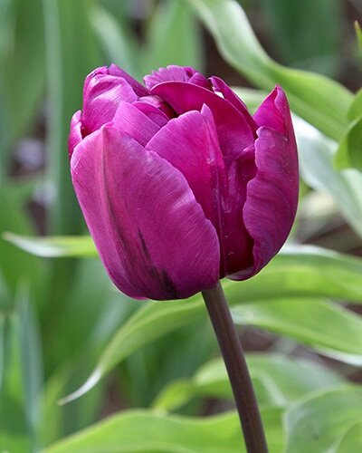 222732_Gef. späte Tulpen Negritta Double Purpurfarbene Tulpe in Nahaufnahme vor grünem Blattwerk, Einzelblüte