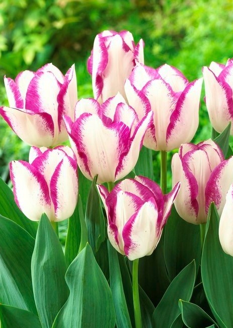 223312_Triumph-Tulpen Affaire Nahaufnahme von weiß-cremefarbenen Tulpen mit kräftigem pinkem Rand an den Blütenblättern, umgeben von grünen Blättern im Garten.