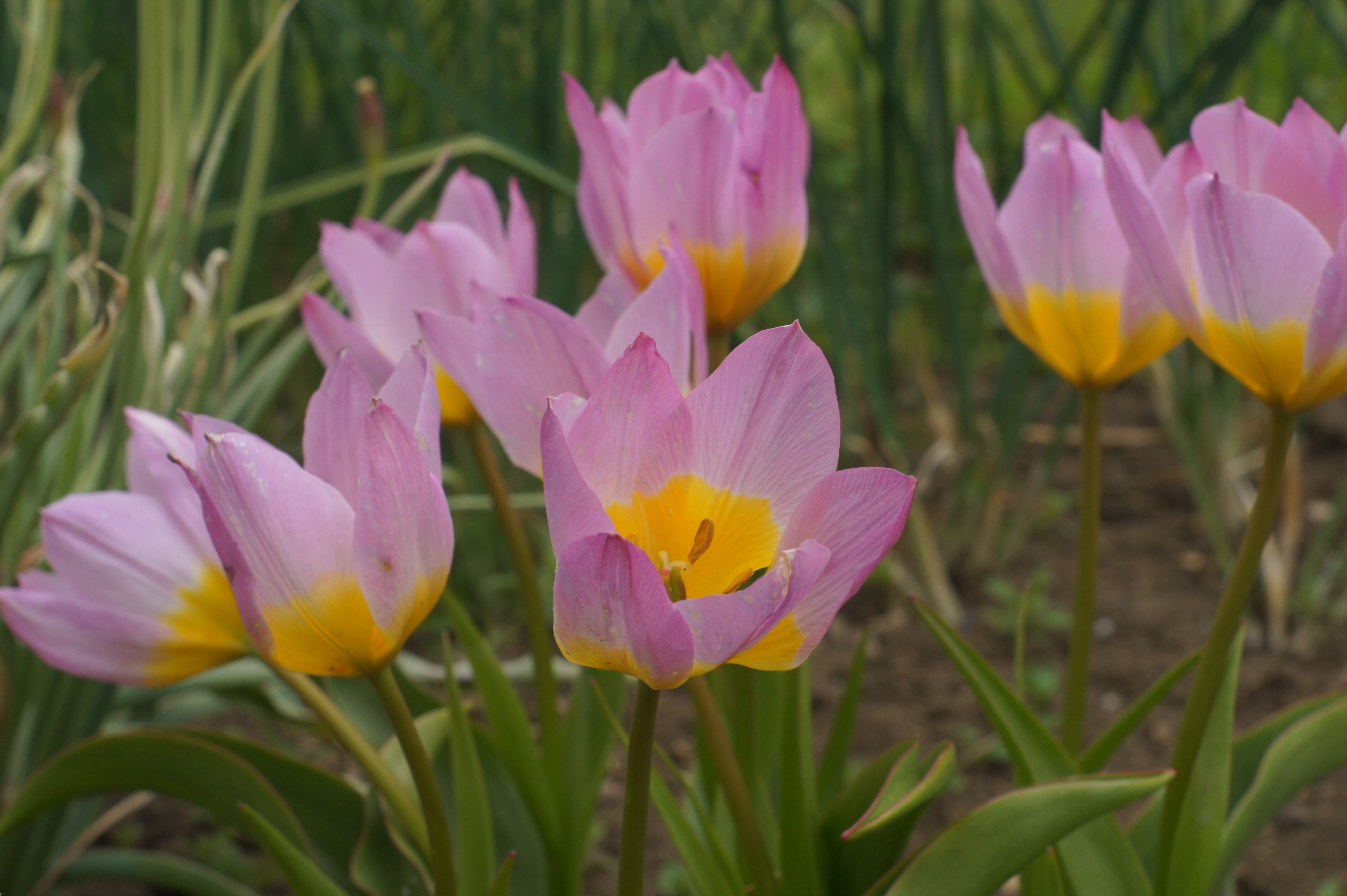 235056_Tulipa bakeri Lilac Wonder Nahaufnahme mehrerer rosa Tulpen mit gelber Blütengrund, offenen Blüten und grünen Blättern im Gartenbeet