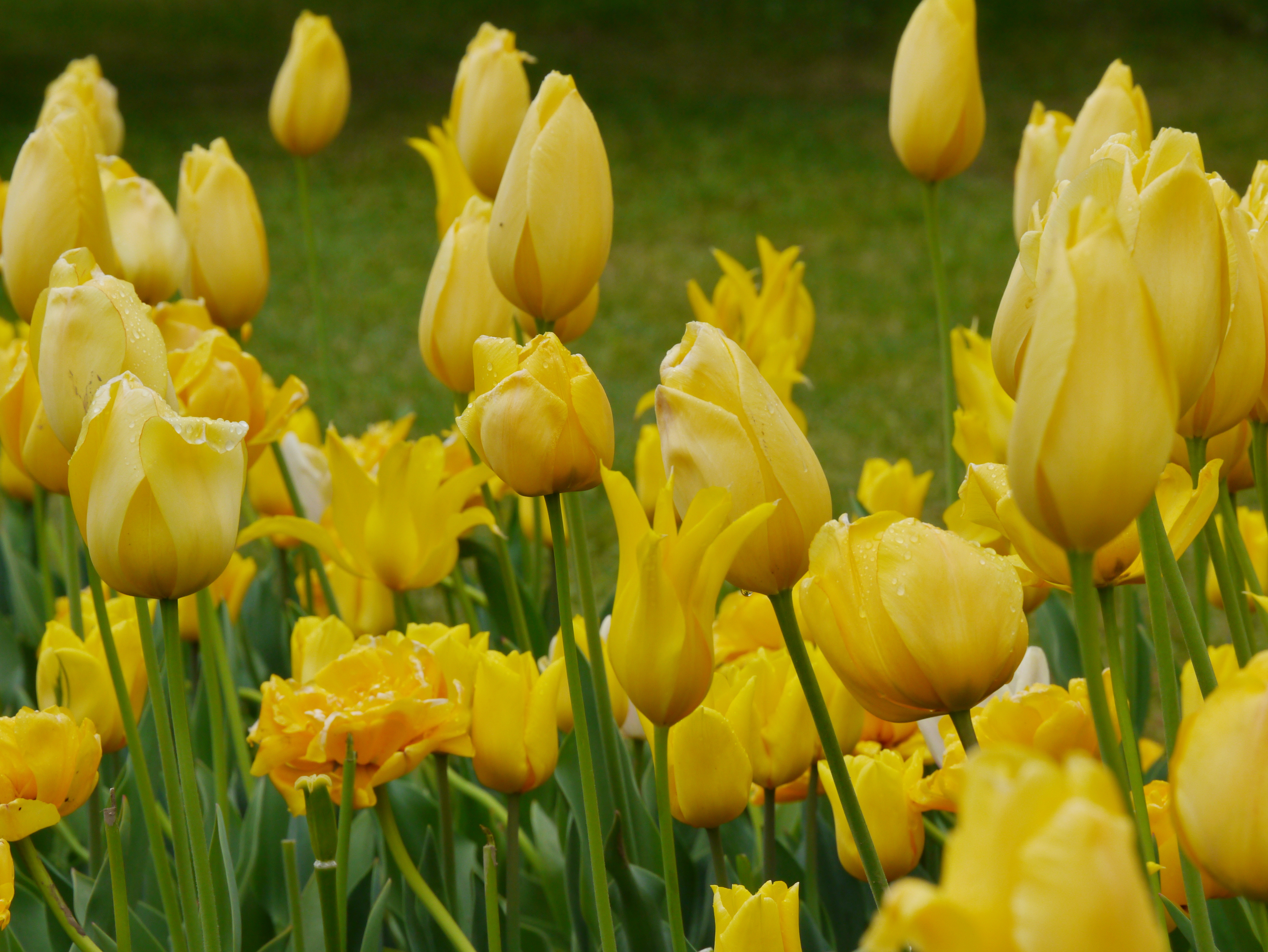 22013_Töne in Gelb_2 Gelbe Tulpen im Blumenbeet, Nahaufnahme mit Tautropfen und grünem Hintergrund