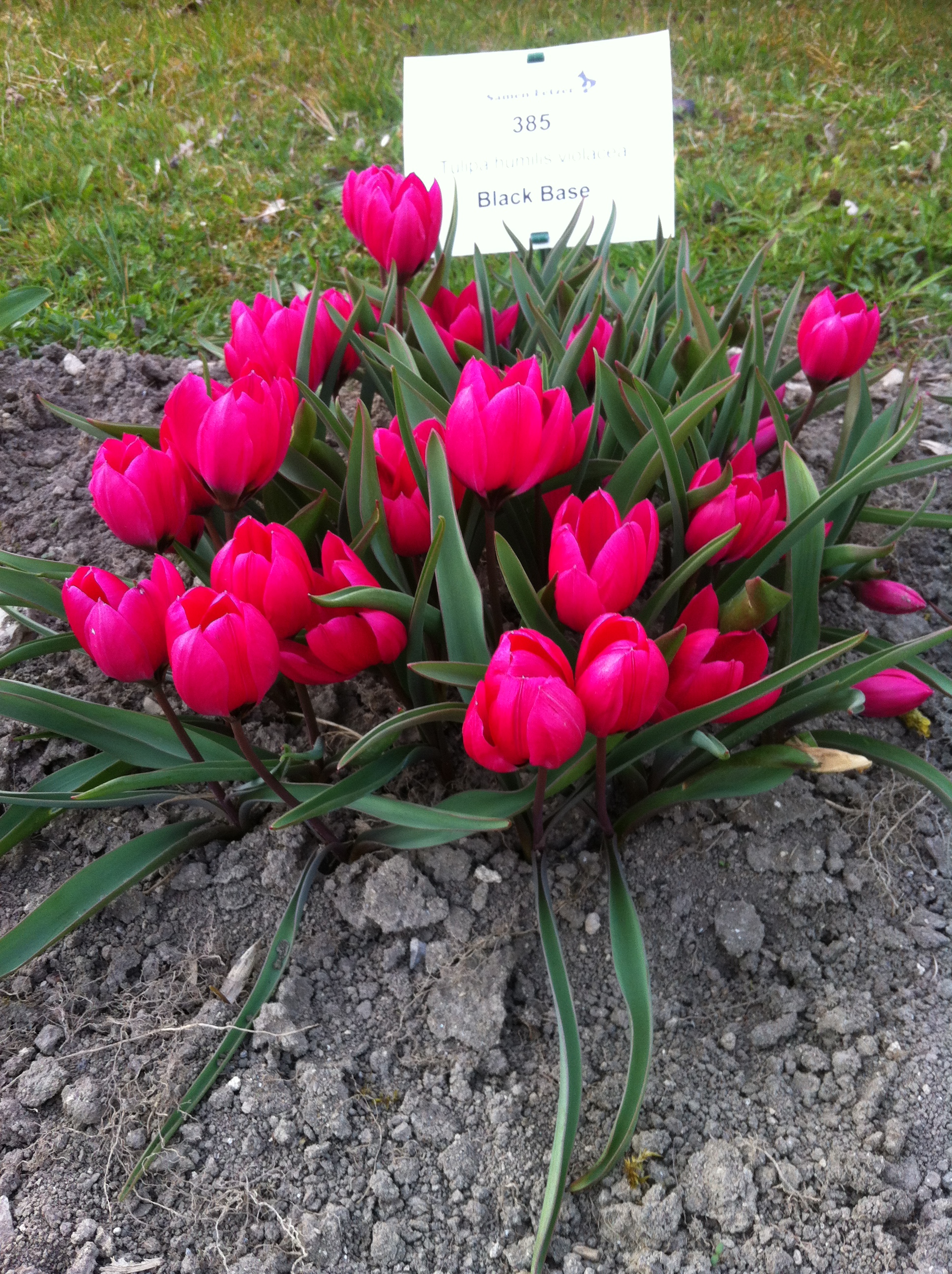 235955_Tulipa humilis violacea Black Base Nahaufnahme eines niedrigen Polsters aus leuchtend pinken Tulpen der Sorte 'Black Base' in einem Beet mit grünen Blättern und sichtbarem Erdboden