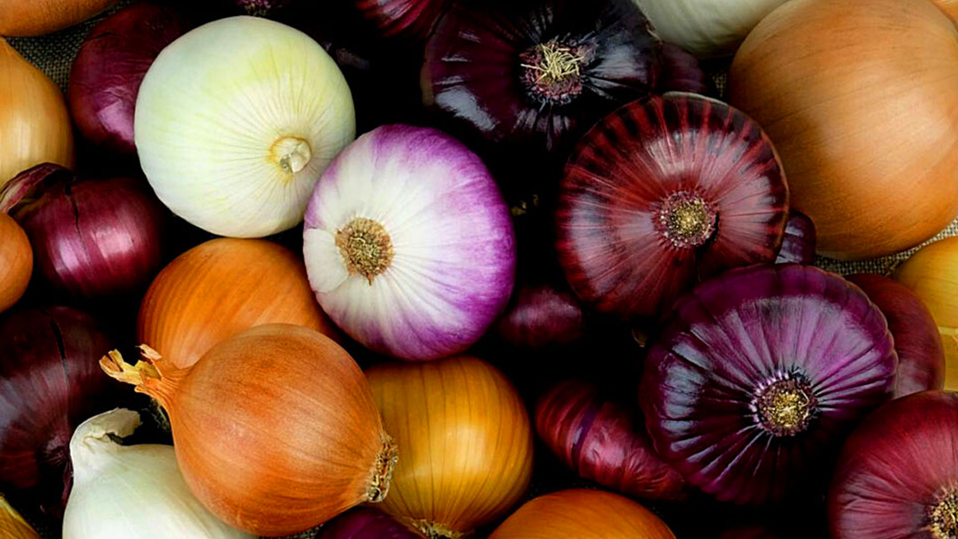 Vielfältige Zwiebelvariationen in bunten Farben Eine bunte Auswahl an verschiedenen Zwiebeln, darunter rote, weiße, gelbe und lila Zwiebeln.