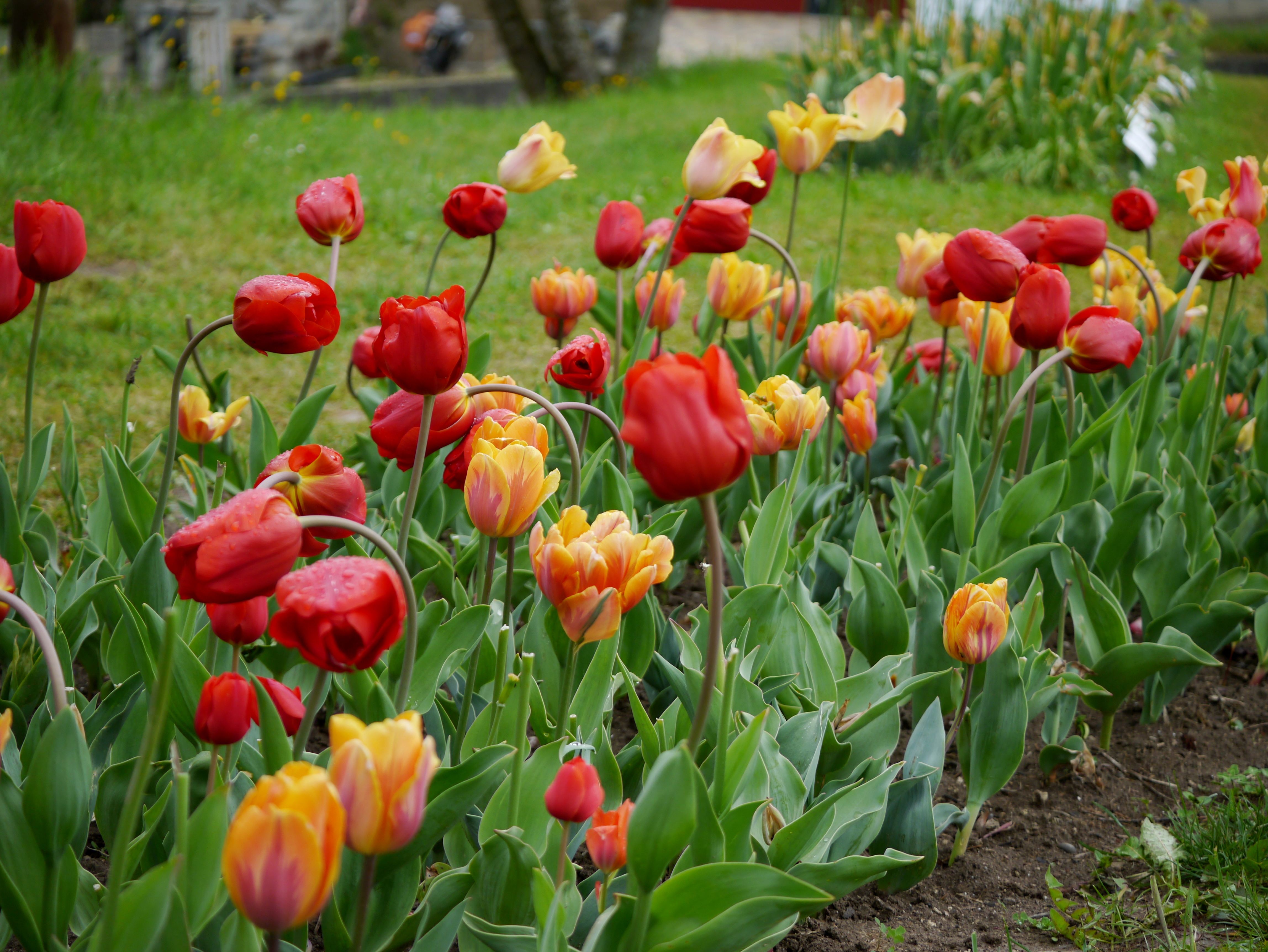 22012_Töne in Orange_2 Nahaufnahme von roten und gelb-orange Tulpen mit Tautropfen in einem bepflanzten Blumenbeet auf grünem Rasen