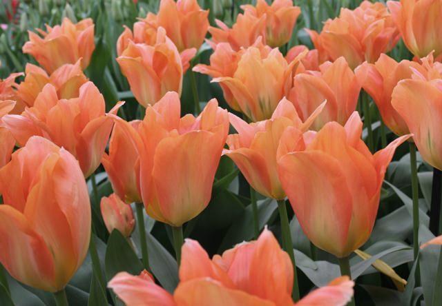 Nahaufnahme von mehreren apricotfarbenen Tulpen in einem Beet mit grünen Blättern