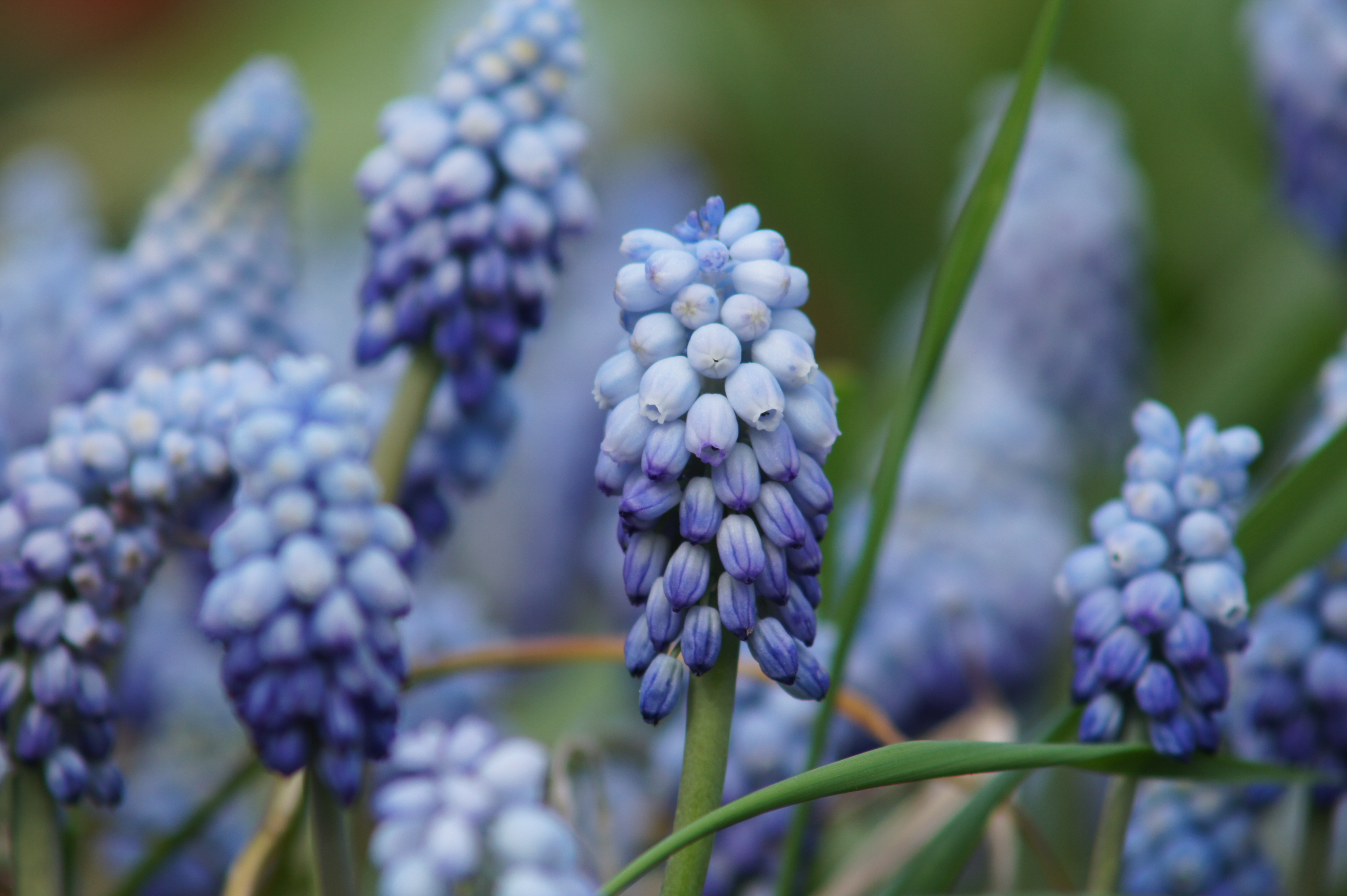 265292_Muscari Valerie Finnis Nahaufnahme blauer Traubenhyazinthen (Muscari) mit dichten, perlenartigen Blütentrauben und grünen Blättern vor unscharfem Hintergrund