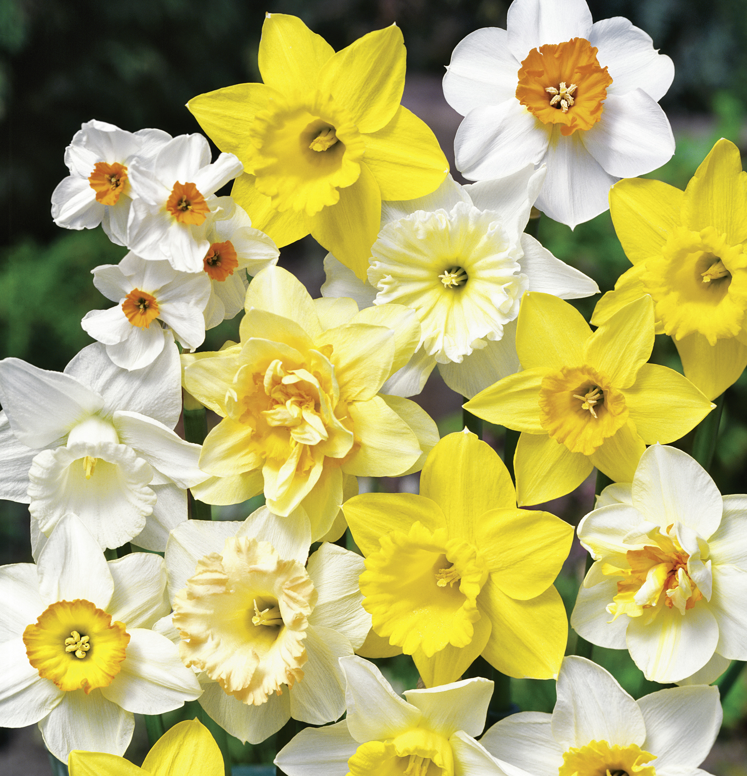 Nahaufnahme einer Mischung aus gelben und weißen Narzissen (Osterglocken) in voller Blüte