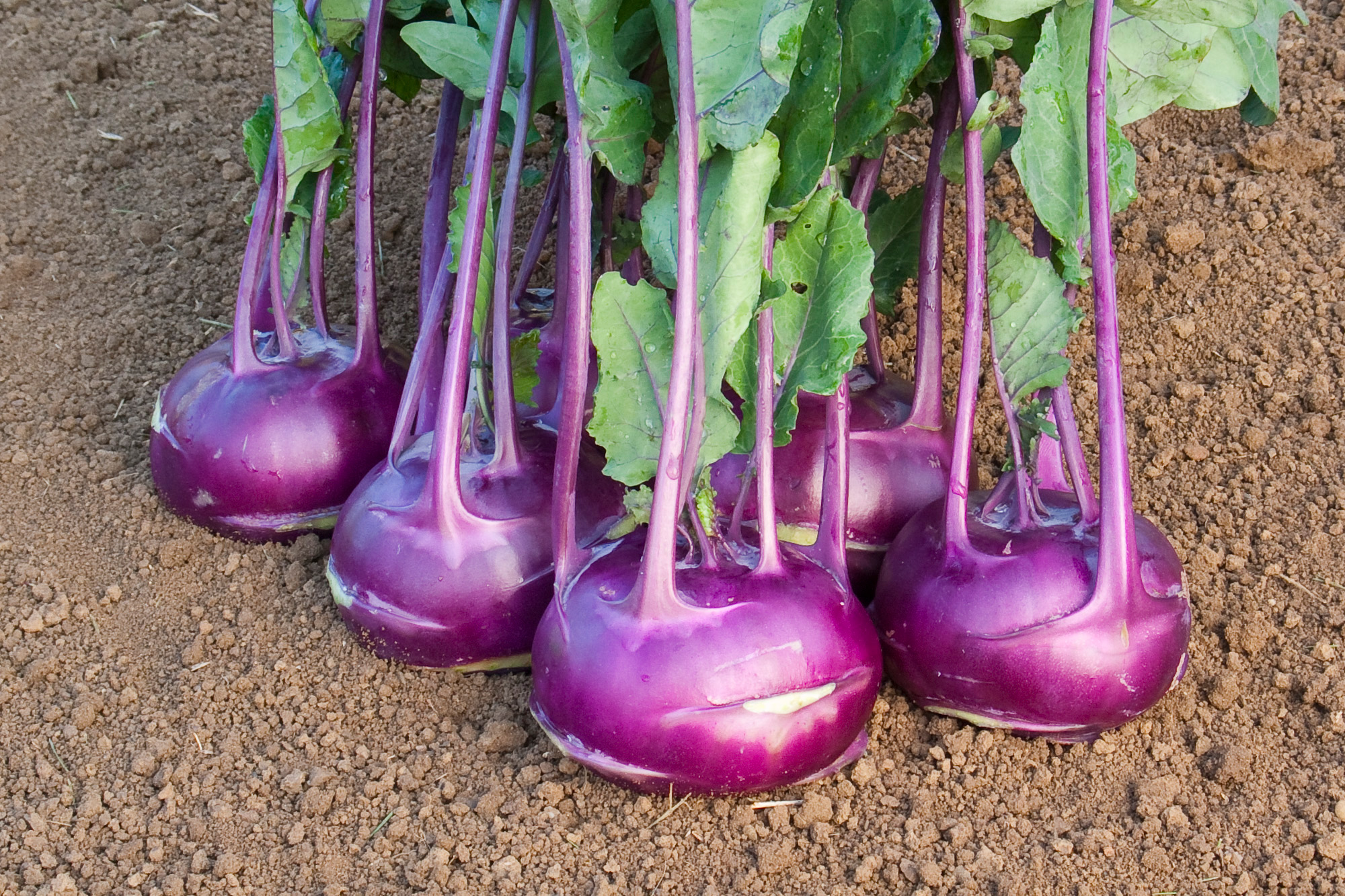 Kohlrabi (Bio) AzurStar