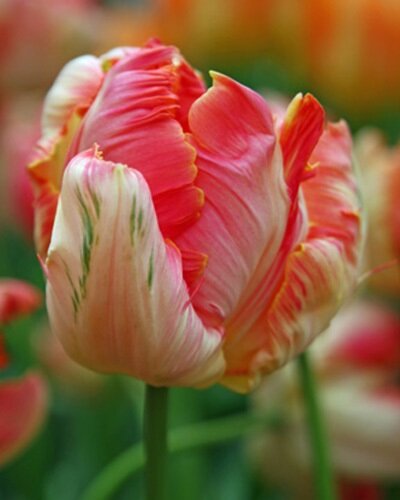 Papagei-Tulpen Apricot Parrot