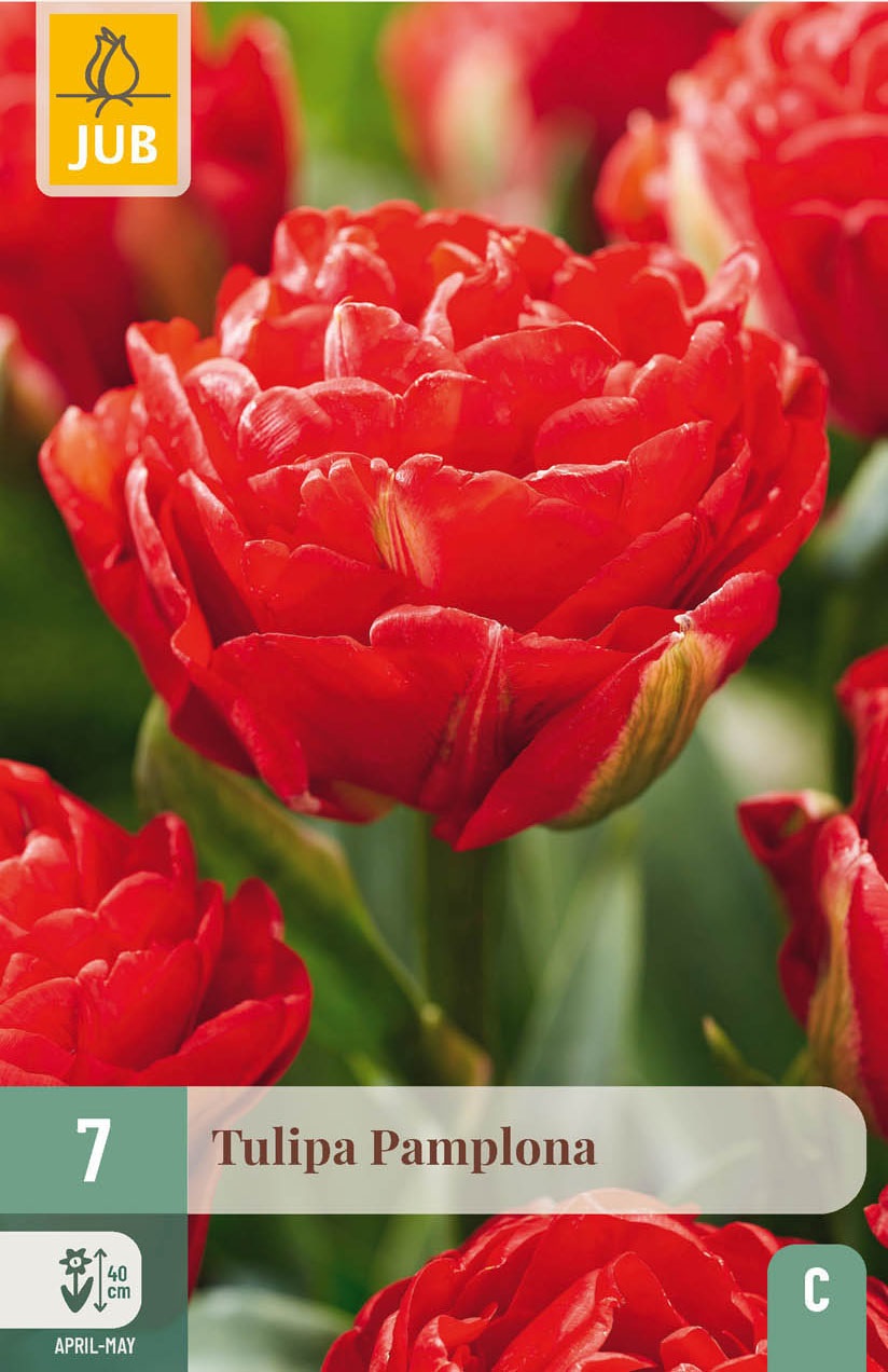 Gefüllte frühe Tulpen Pamplona