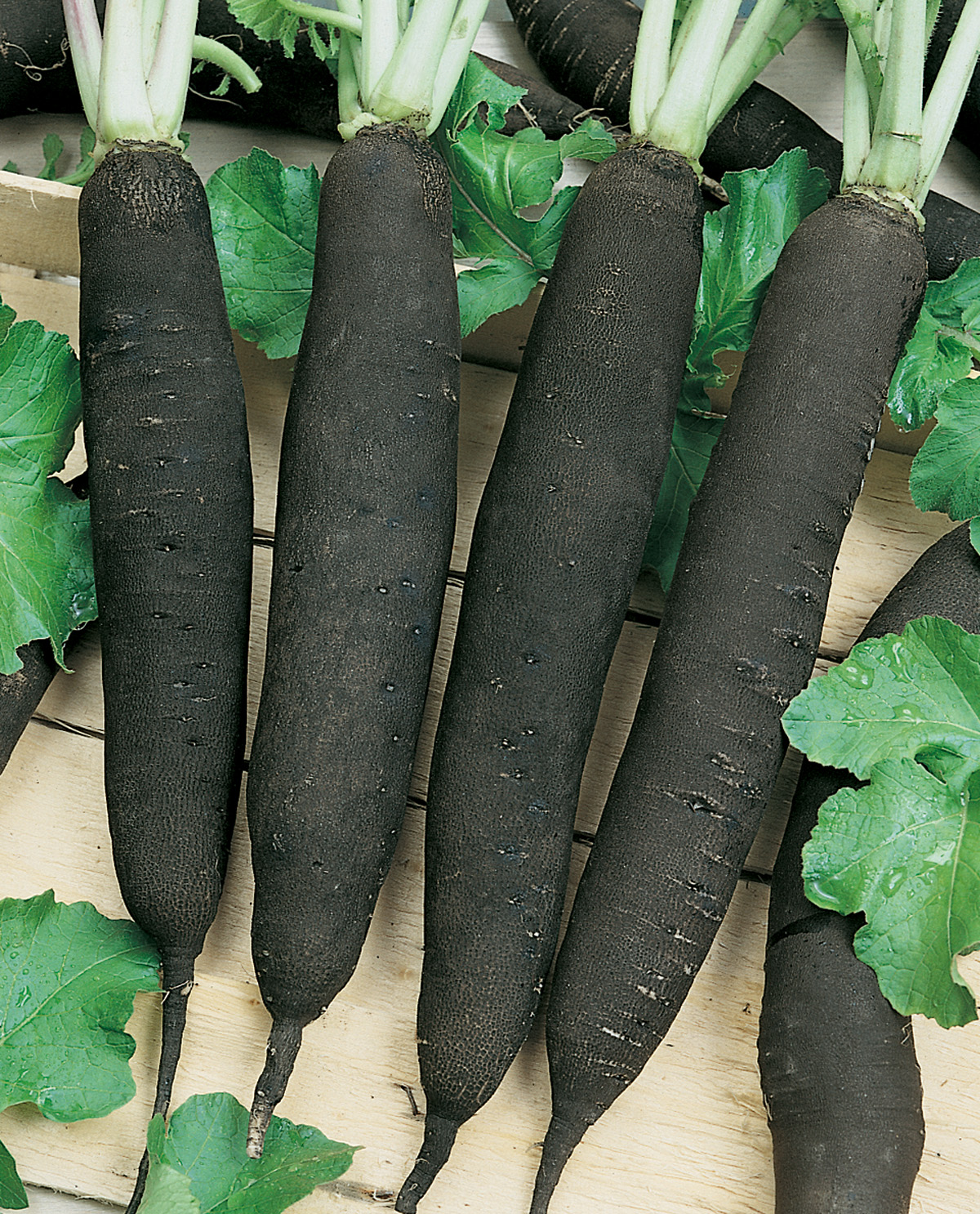 Rettich Langer Schwarzer