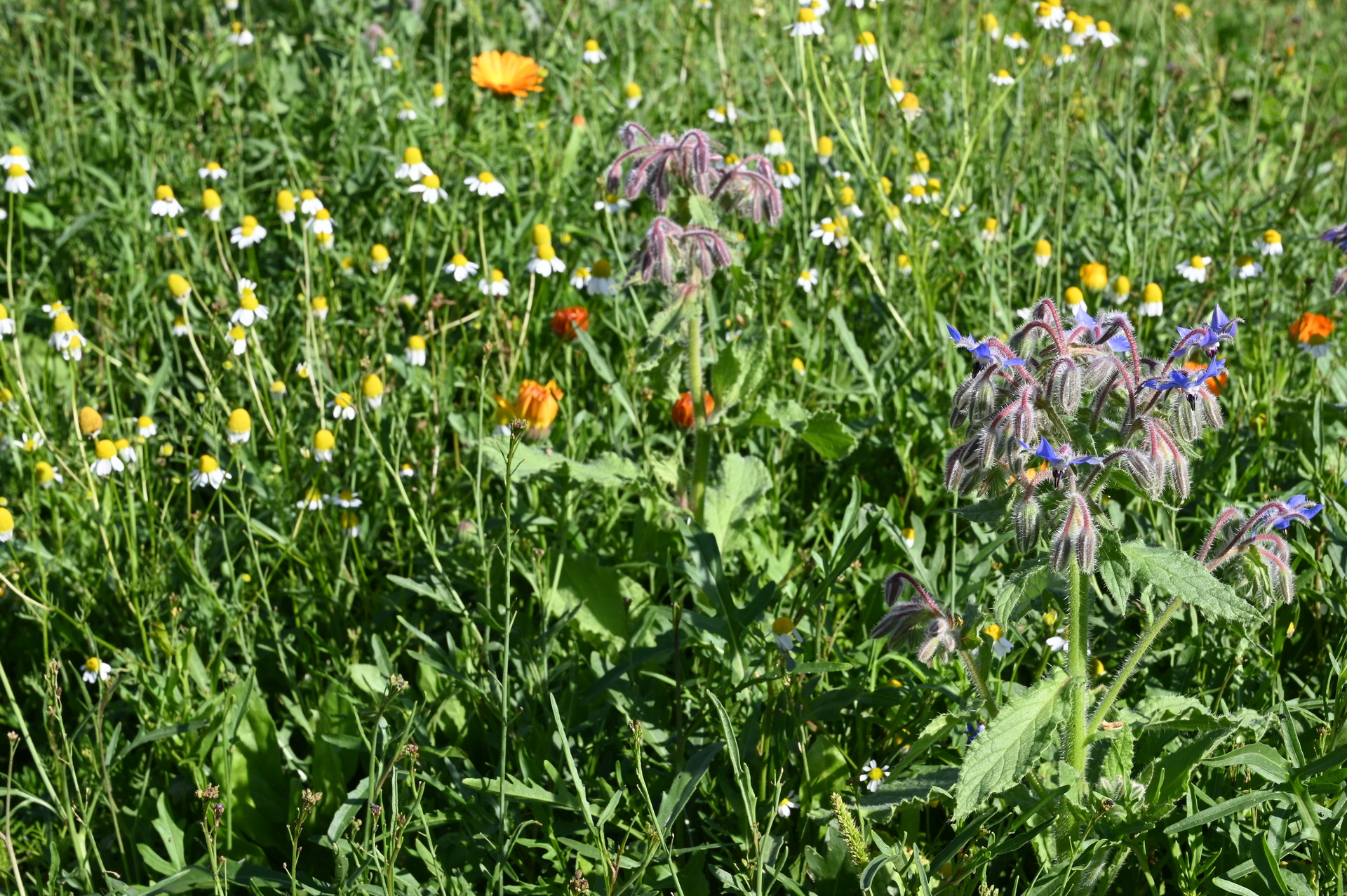Sommerblumenmischung Essbares Blütenreich