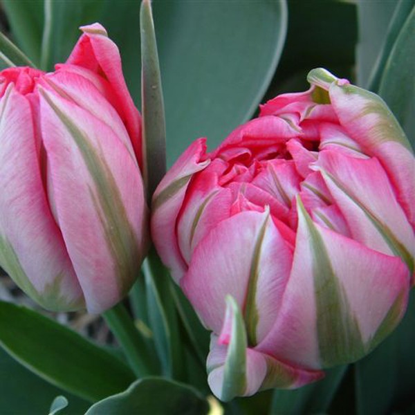 221102_Gef. frühe Tulpen Flash Point Zwei gefüllte rosa Tulpen mit grünen Streifen und geschlossenen Blüten in Nahaufnahme