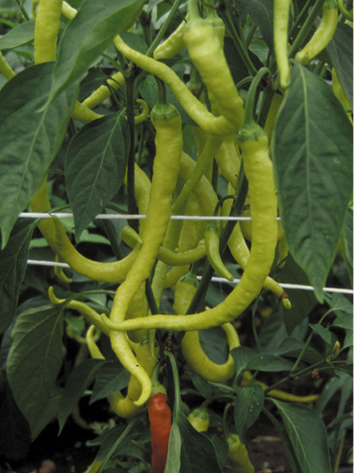 Pfefferoni (Bio) Milder Spiral