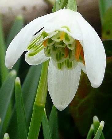 265217_Galanthus nivalis Flore Pleno Makroaufnahme eines weißen Schneeglöckchens (Galanthus) mit feinen grünen Innenstrukturen und schlanken Blättern, zarte Frühlingsblüte im Garten