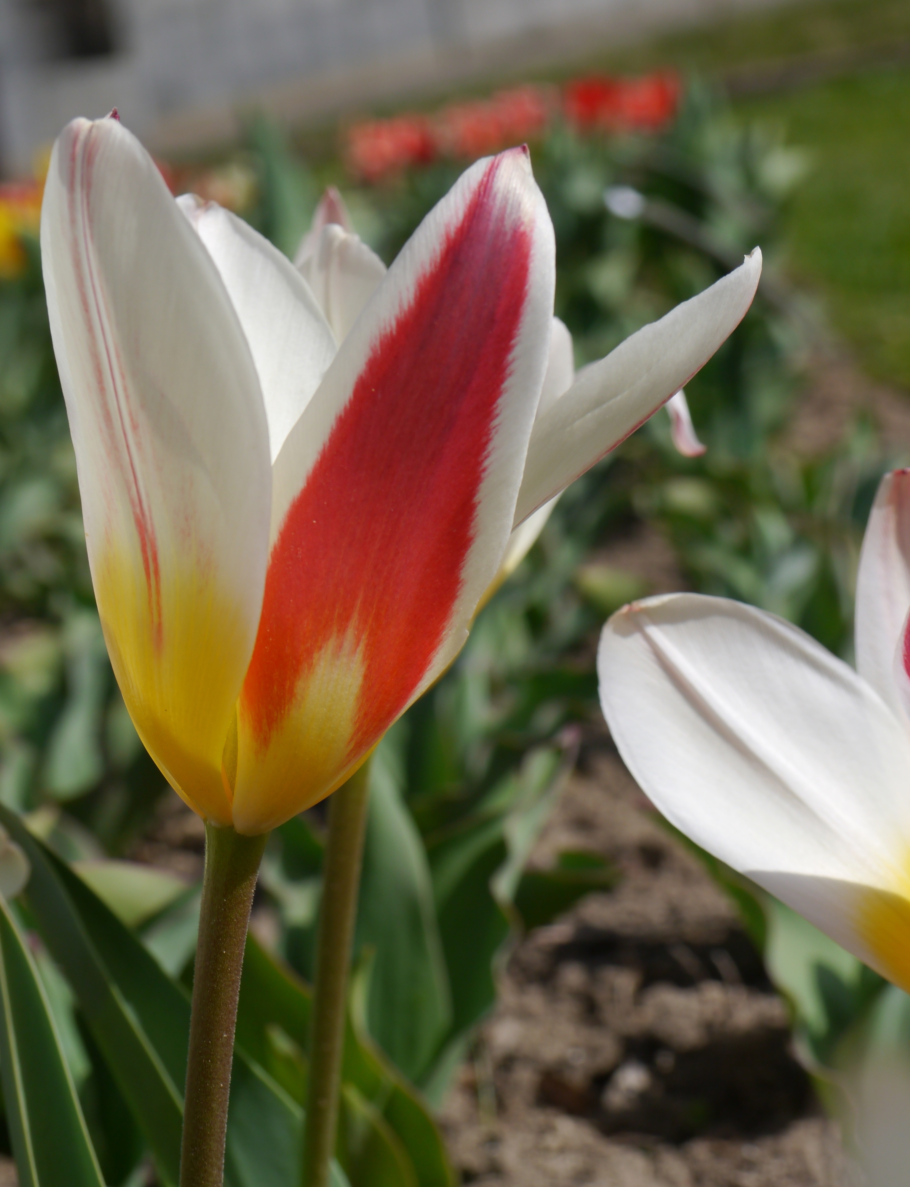 233842_Kaufmanniana-Tulpen The First Nahaufnahme einer weißen Tulpe mit rotem Seitenstreifen und gelber Basis im Blumenbeet