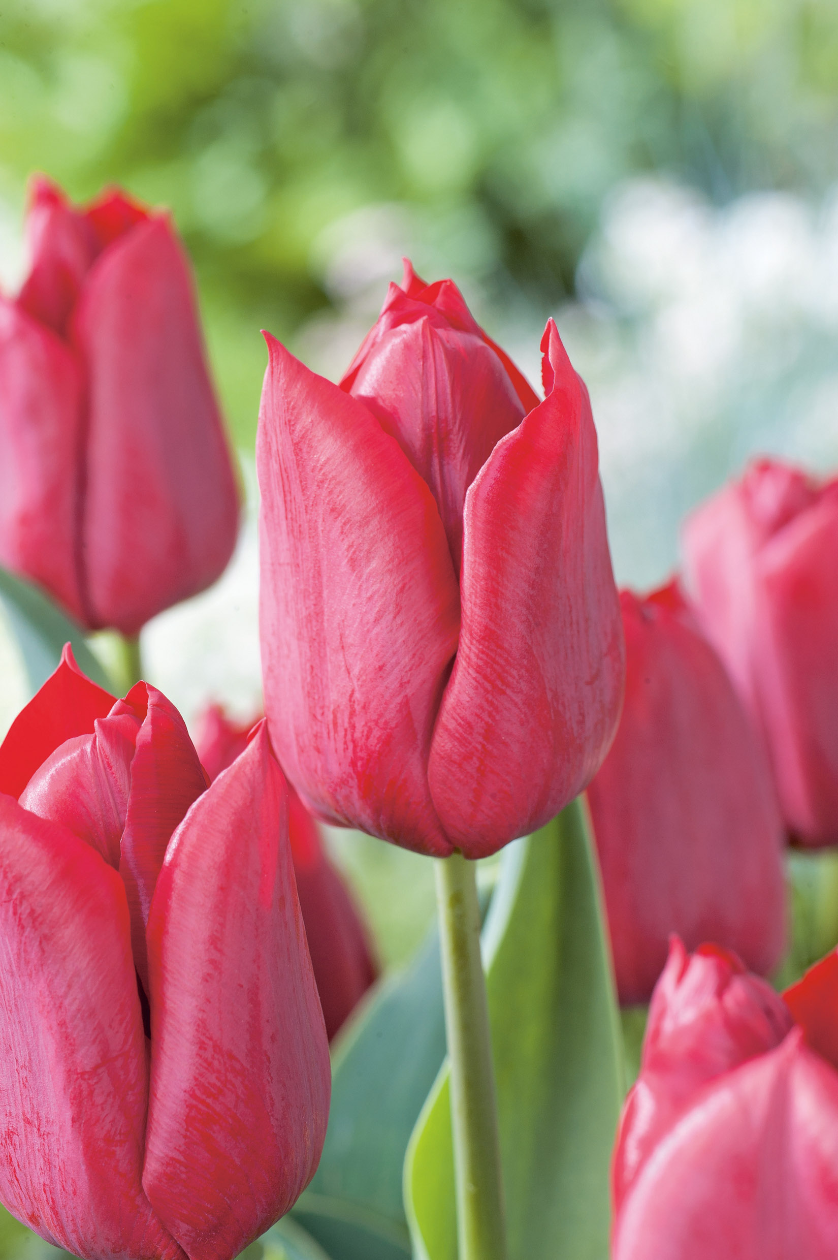 Nahaufnahme roter Tulpen mit grünen Blättern vor unscharfem, hellem Hintergrund