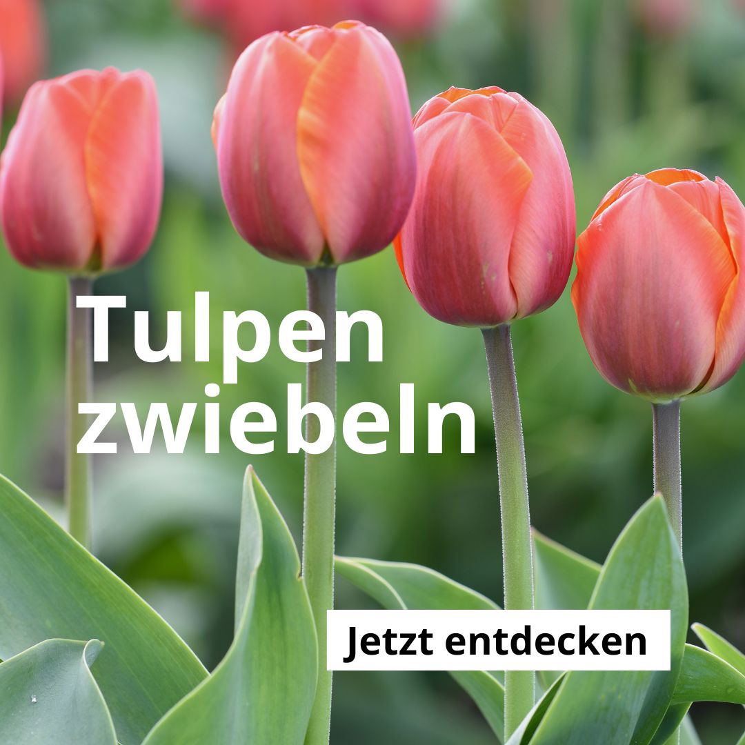 Tulpen-Zwiebeln