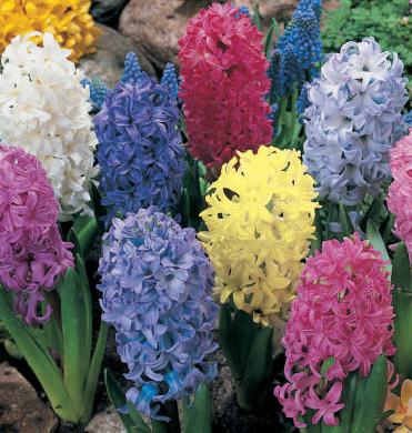 215567_Hyazinthen Mischung_1 Mehrere bunte Hyazinthen mit dichten Blütenrispen in Blau, Rosa, Gelb, Weiß und Lila im Beet