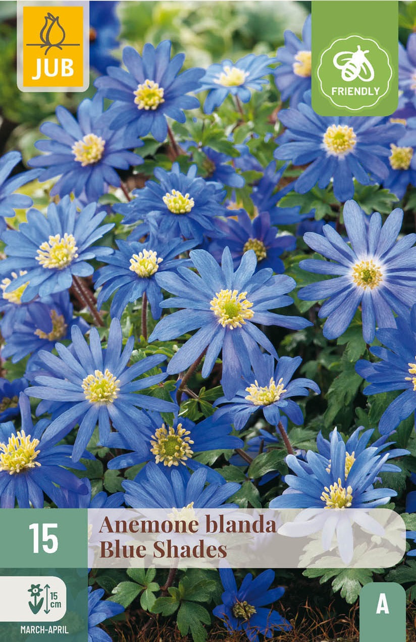 Anemonen blanda Blue Shades