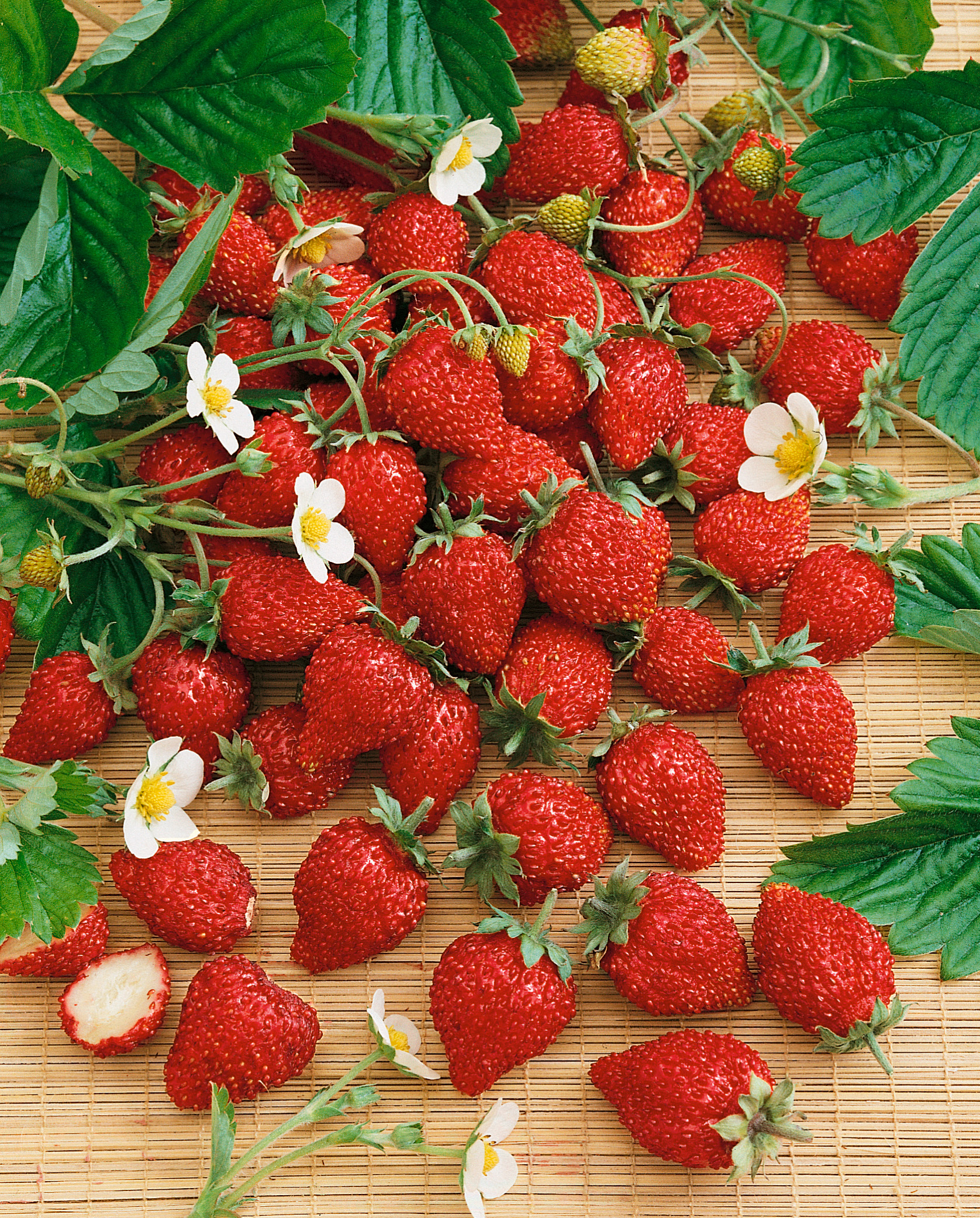 Monatserdbeeren Walderdbeeren
