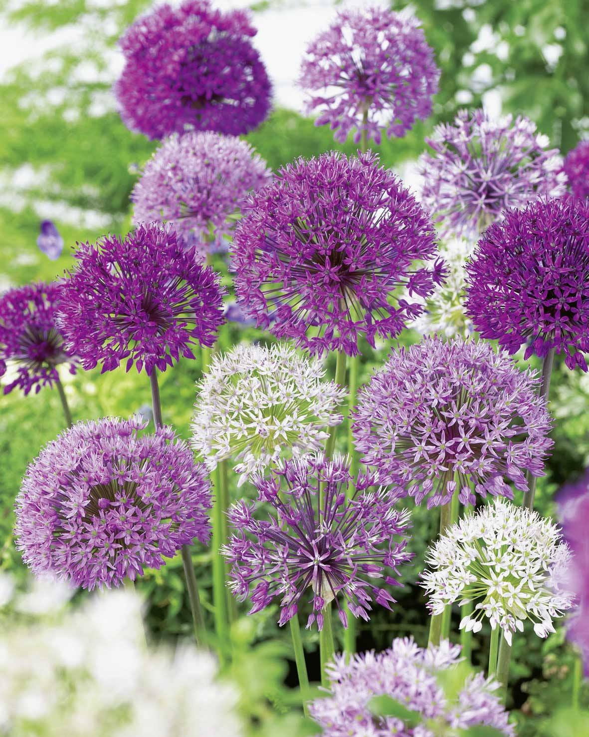 264012_Allium Trio Nahaufnahme von Zierlauch (Allium): mehrere kugelförmige Blütenstände in lila, helllila und weiß auf hohen Stielen im Gartenbeet