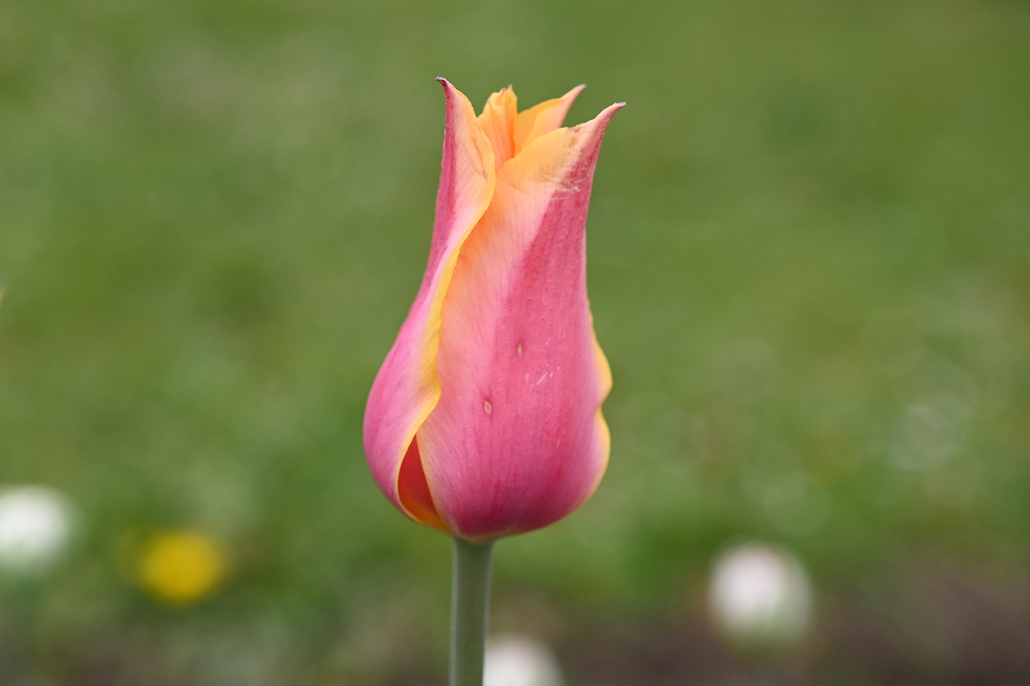 Nahaufnahme einer einzelnen rosa Tulpenknospe mit gelben Kanten und leicht geöffneten Blütenblättern vor verschwommenem grünem Hintergrund