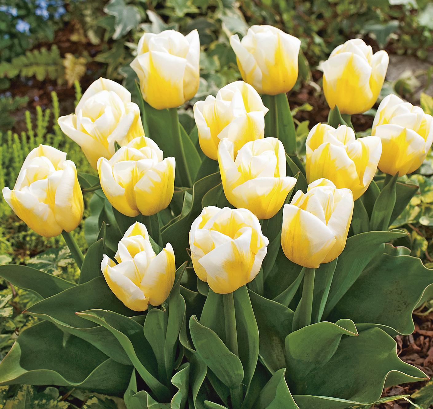 223792_Triumph-Tulpen Flames Calgary FM Zweifarbige weiß-gelbe Tulpen in voller Blüte im Gartenbeet mit grünem Laub