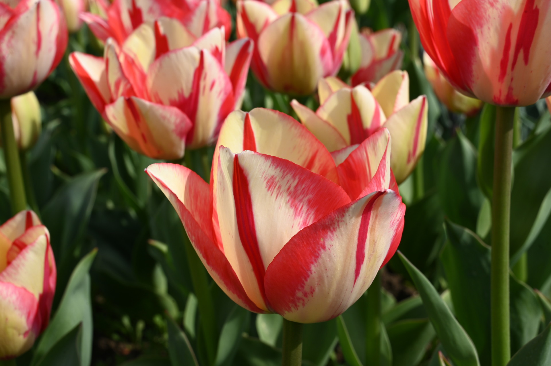 Triumph-Tulpen Spryng Break