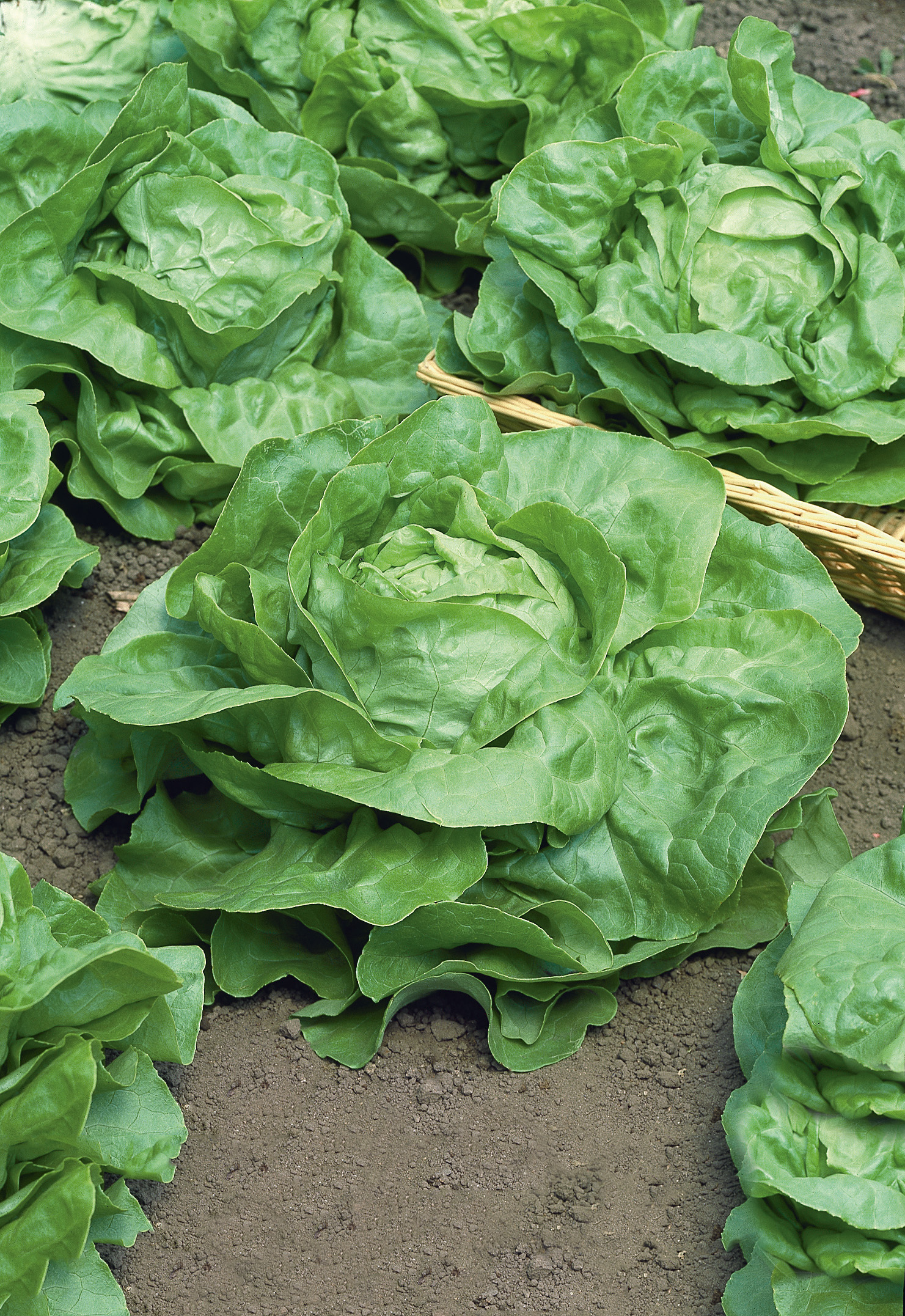 Kopfsalat Pillensaat Attractie