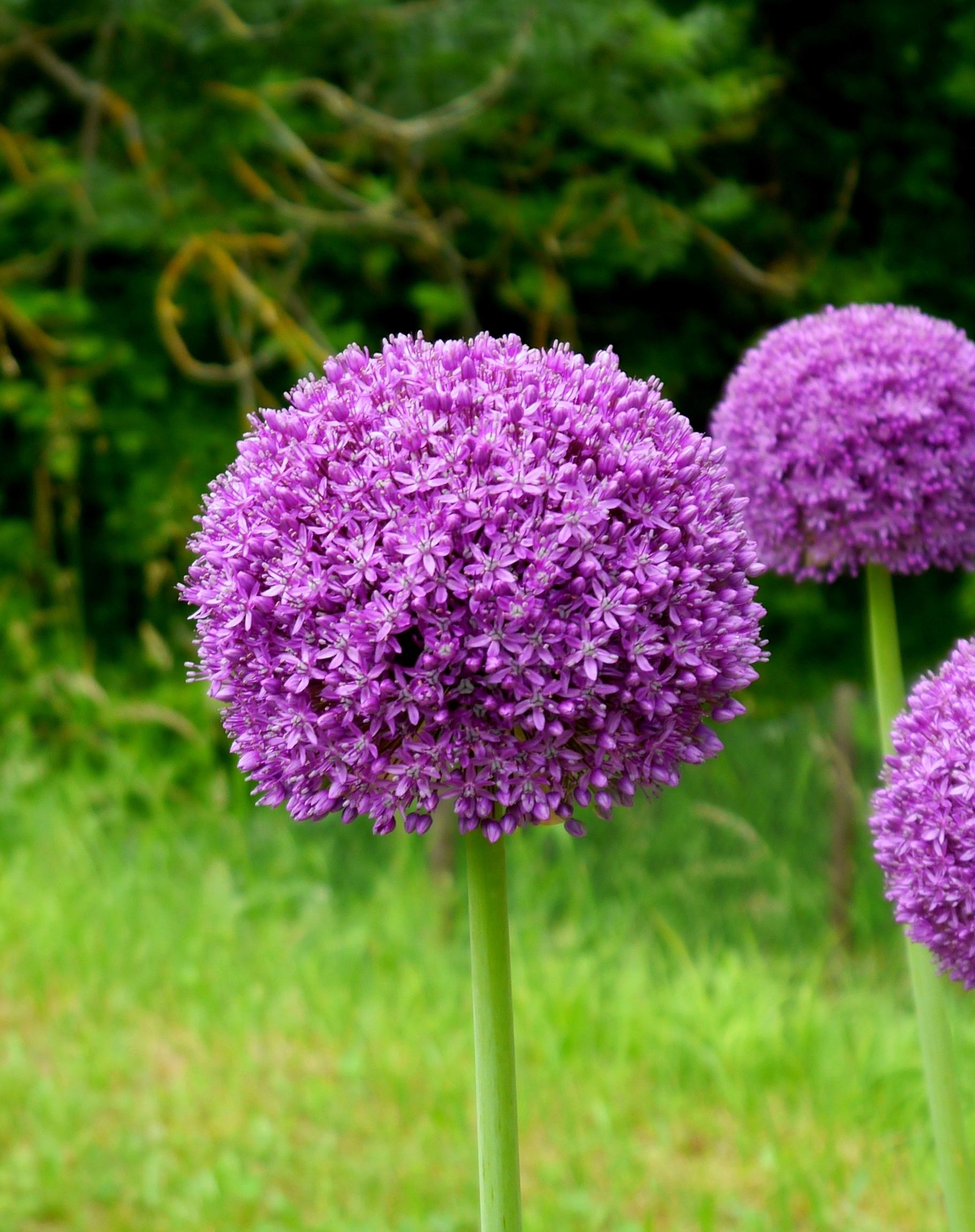 265143_Allium Ambassador_1 Nahaufnahme einer lila Allium-Kugelblüte (Zierlauch) auf grünem Stiel vor unscharfem Gartenhintergrund