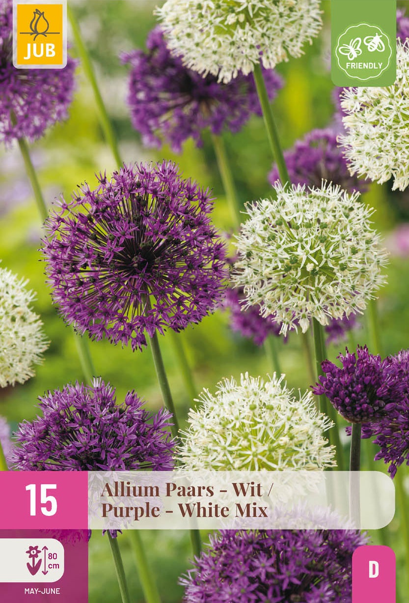 Allium Duet