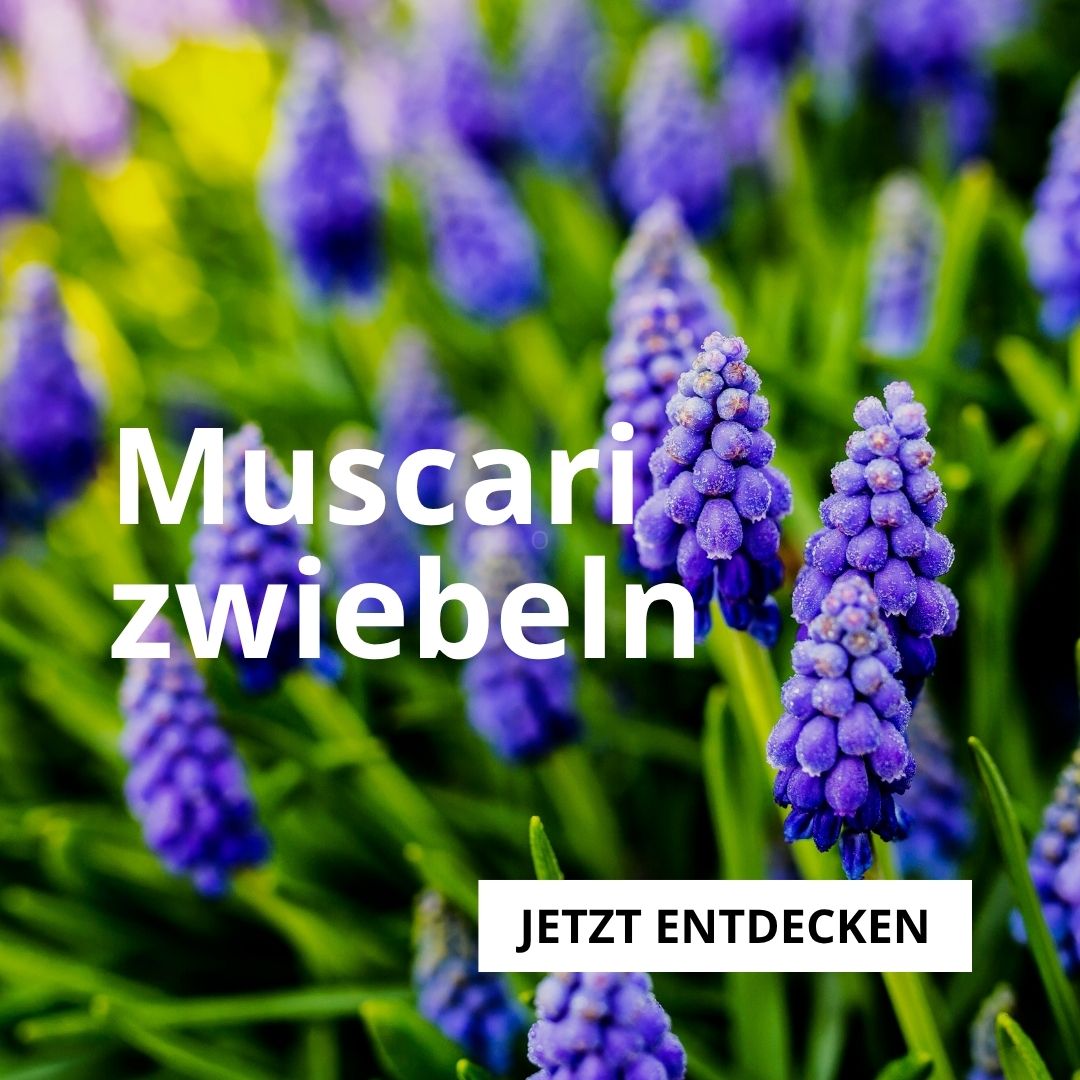 Muscarizwiebeln