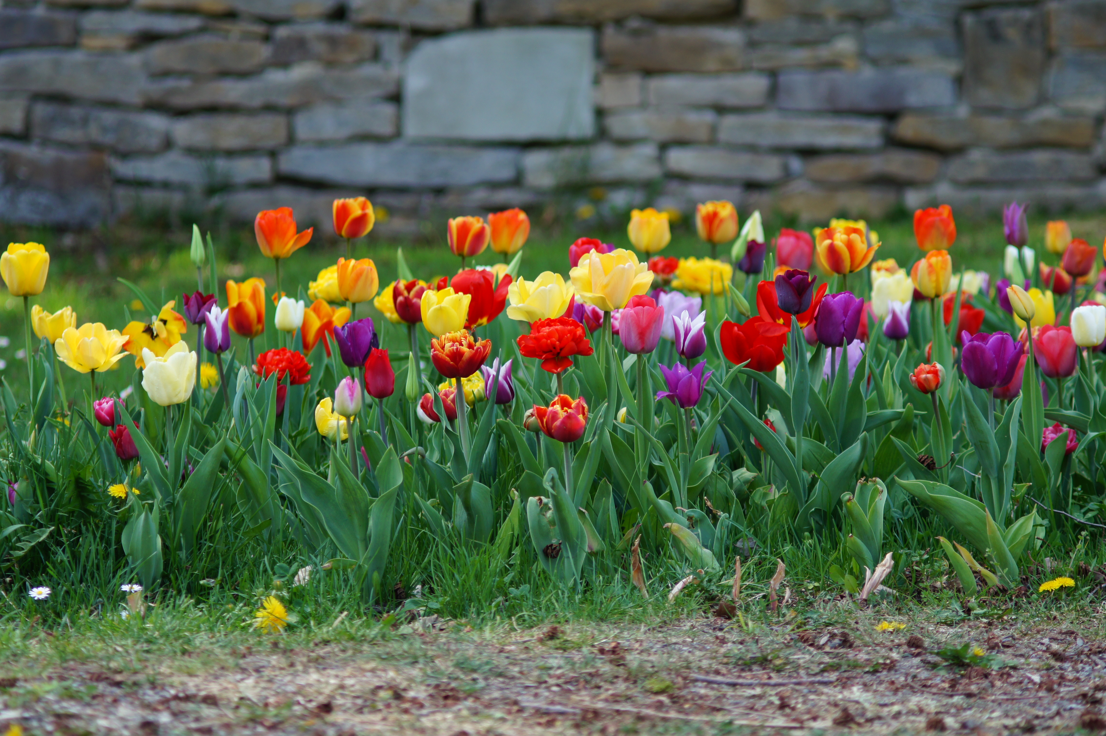 Buntes Tulpenbeet mit roten, gelben, violetten, orangefarbenen und hellen Tulpen vor einer Natursteinmauer