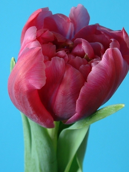 222372_Gef. frühe Tulpen Margarita Nahaufnahme einer roten gefüllten Tulpe mit grünem Stiel vor hellem blauem Hintergrund