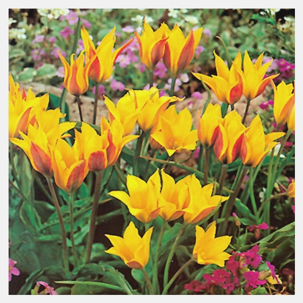 237004_Tulipa kolpakowskiana_elbo17411_VP Nahaufnahme gelb-roter, spitzblättriger Tulpen in einem Beet mit grünen Blättern und rosa Begleitpflanzen